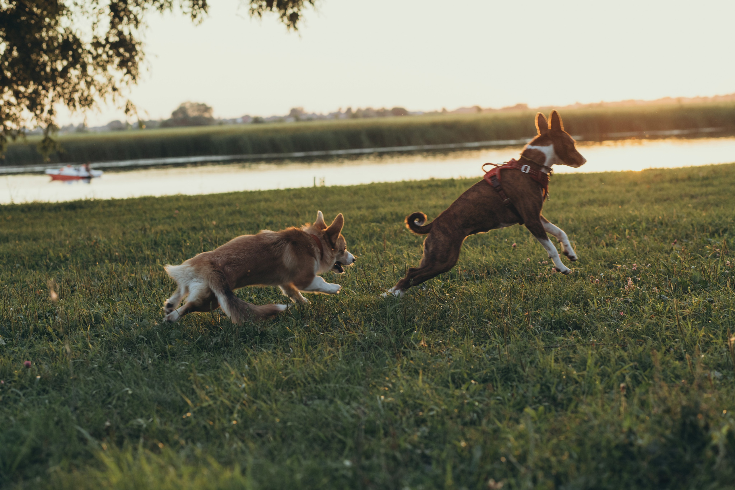 4 лапы, 2 пары ног и одно сердечко на троих ❤. Фотограф Анастасия Романова Рязань
