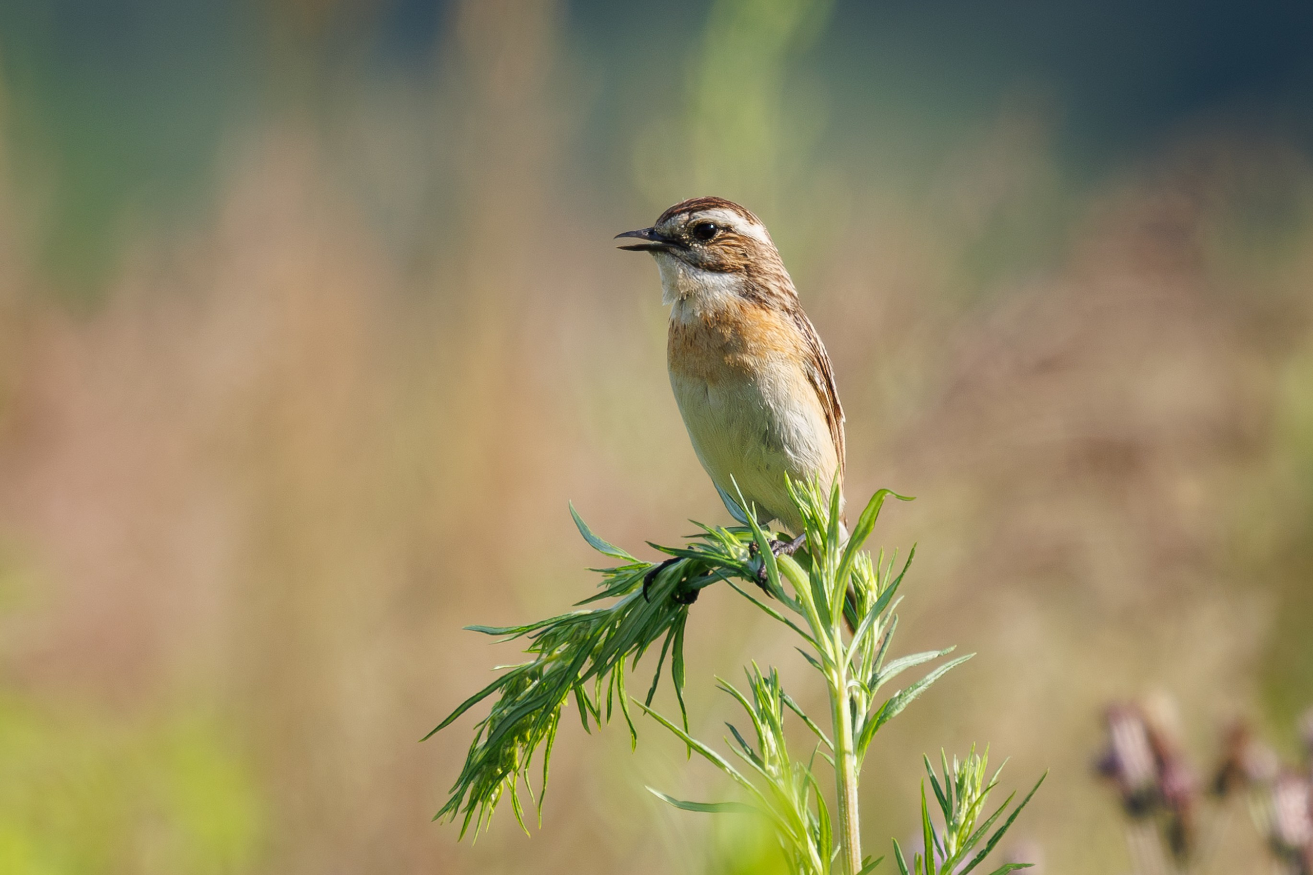 Луговой чекан на ветке полыни Снято на Canon EOS R8, RF 600 mm f11.