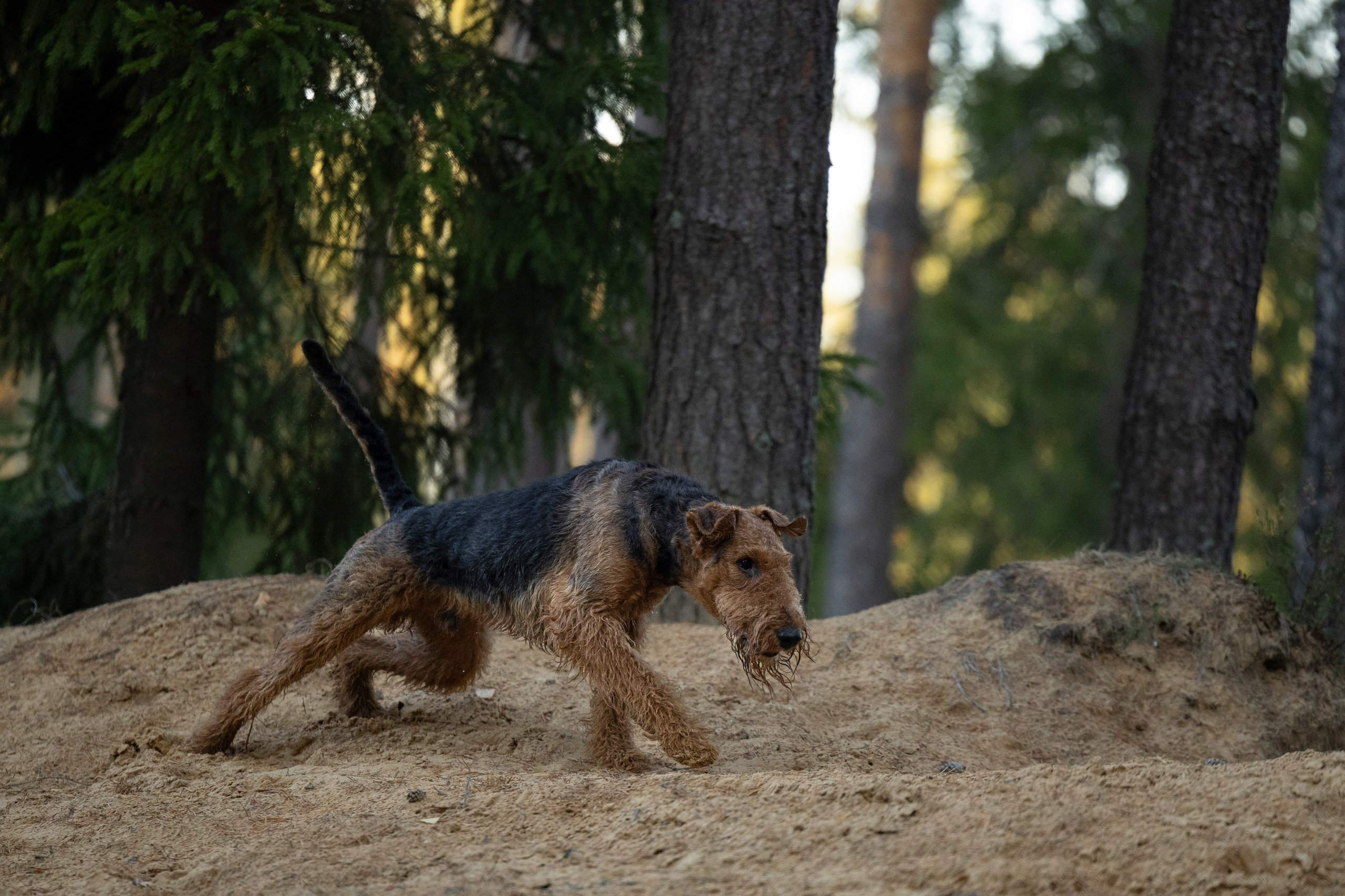 Харди. Фотограф-анималист Анна Маринич