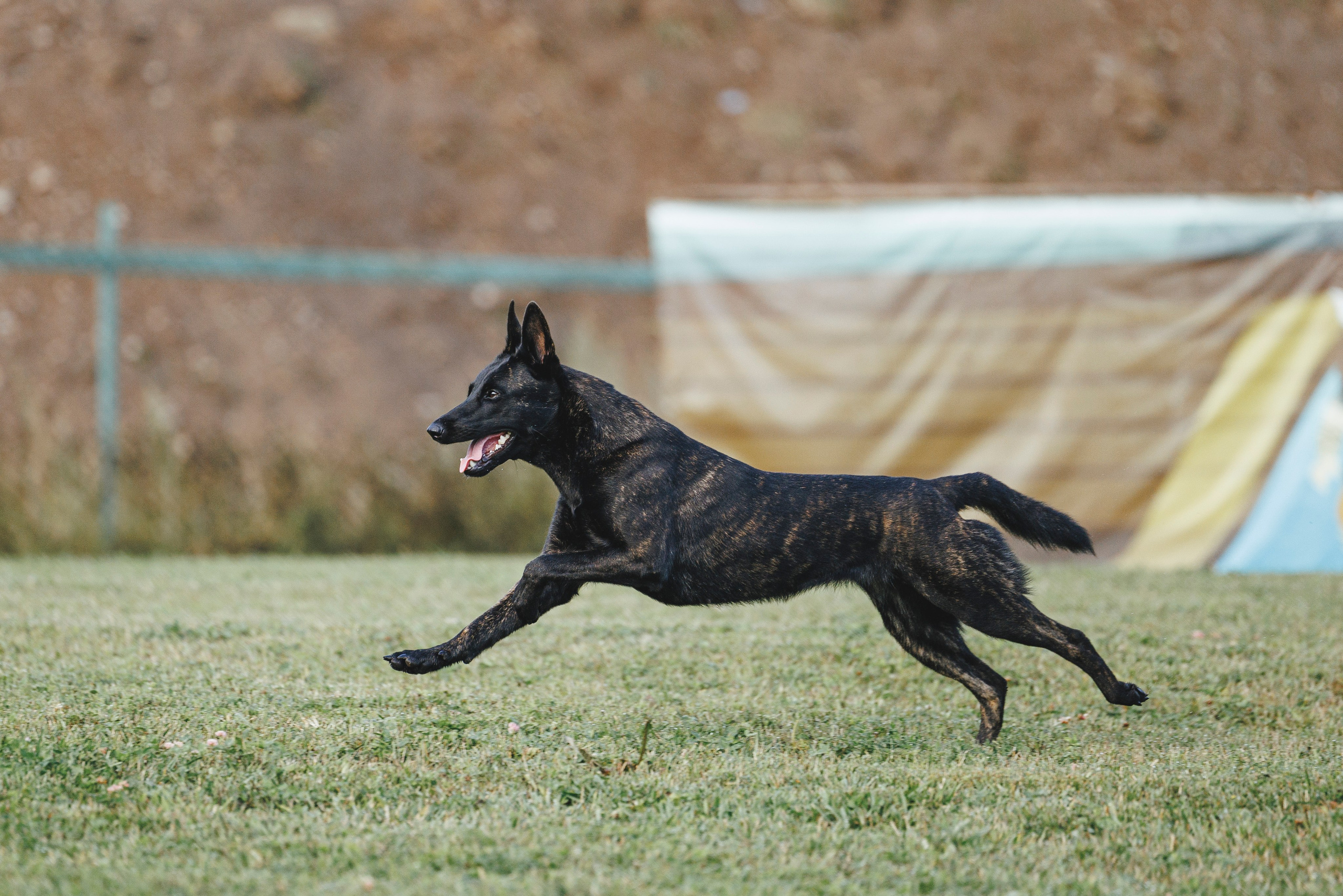 08.08.25-10.08.25 ЧР по мондьорингу г. Вологда. Фотограф-анималист Анна Маринич