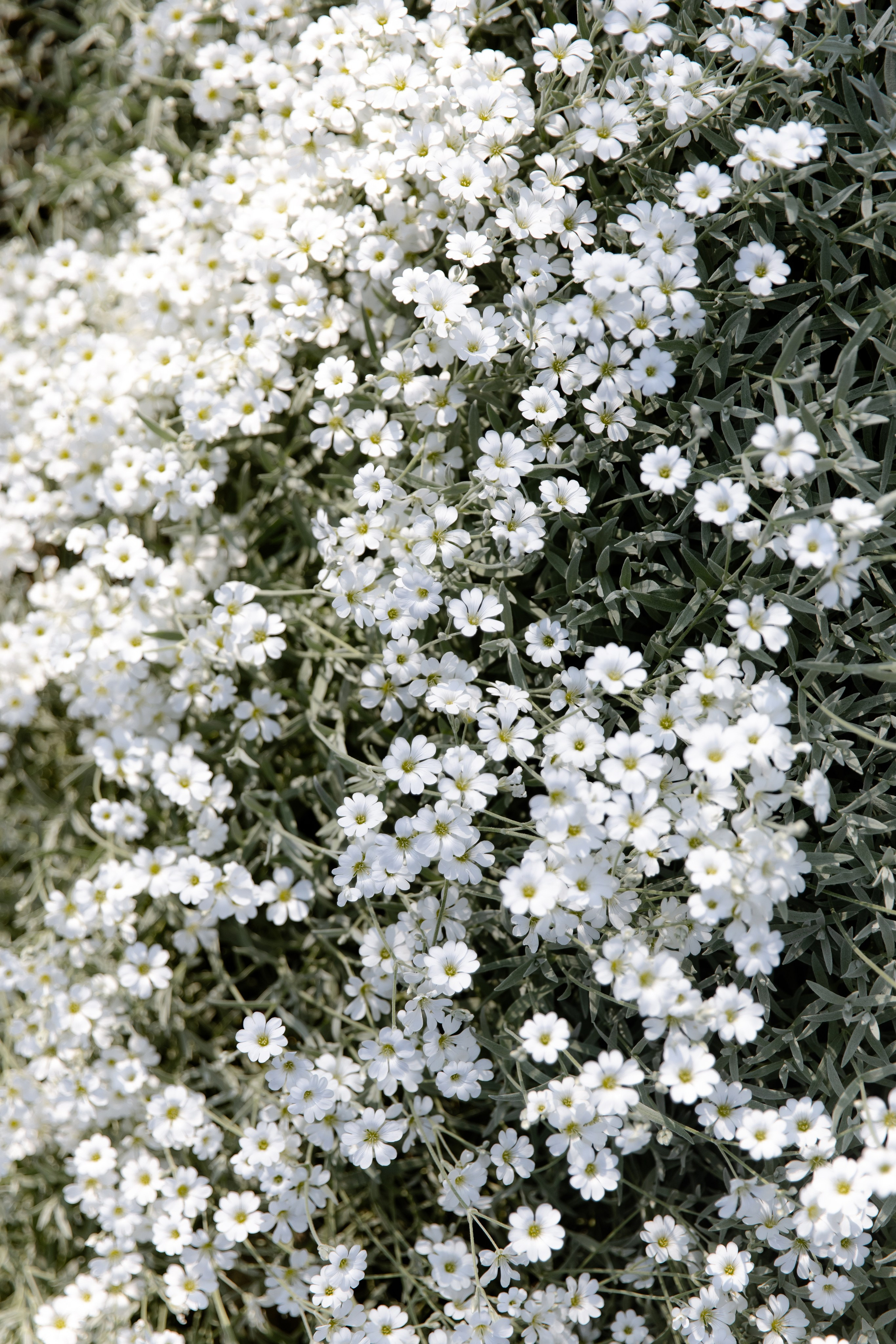 Свадебный день Саши и Лады. Свадебный фотограф Анна Бабахина