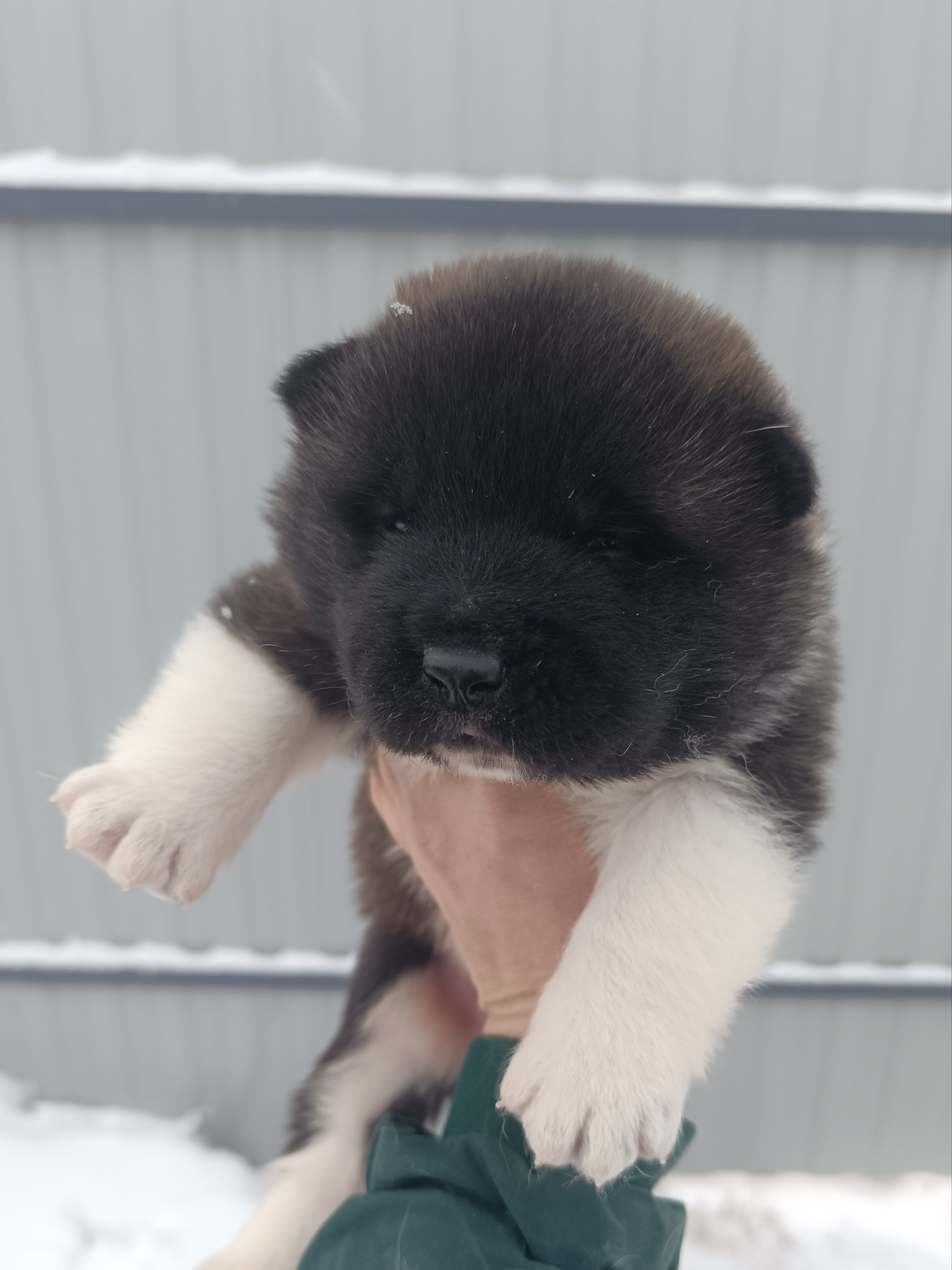 Американская акита  щенки питомник Санкт-Петербург клубные щенки Американская акита питомник RUBYLIGHT Рубилайт купить щенка американской акиты