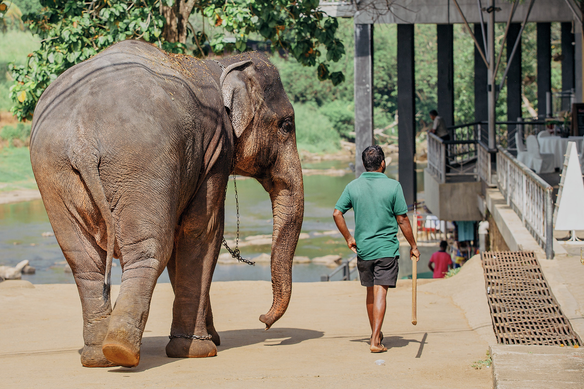 Слоновий питомник Пиннавела. Фотограф Сонкина Татьяна