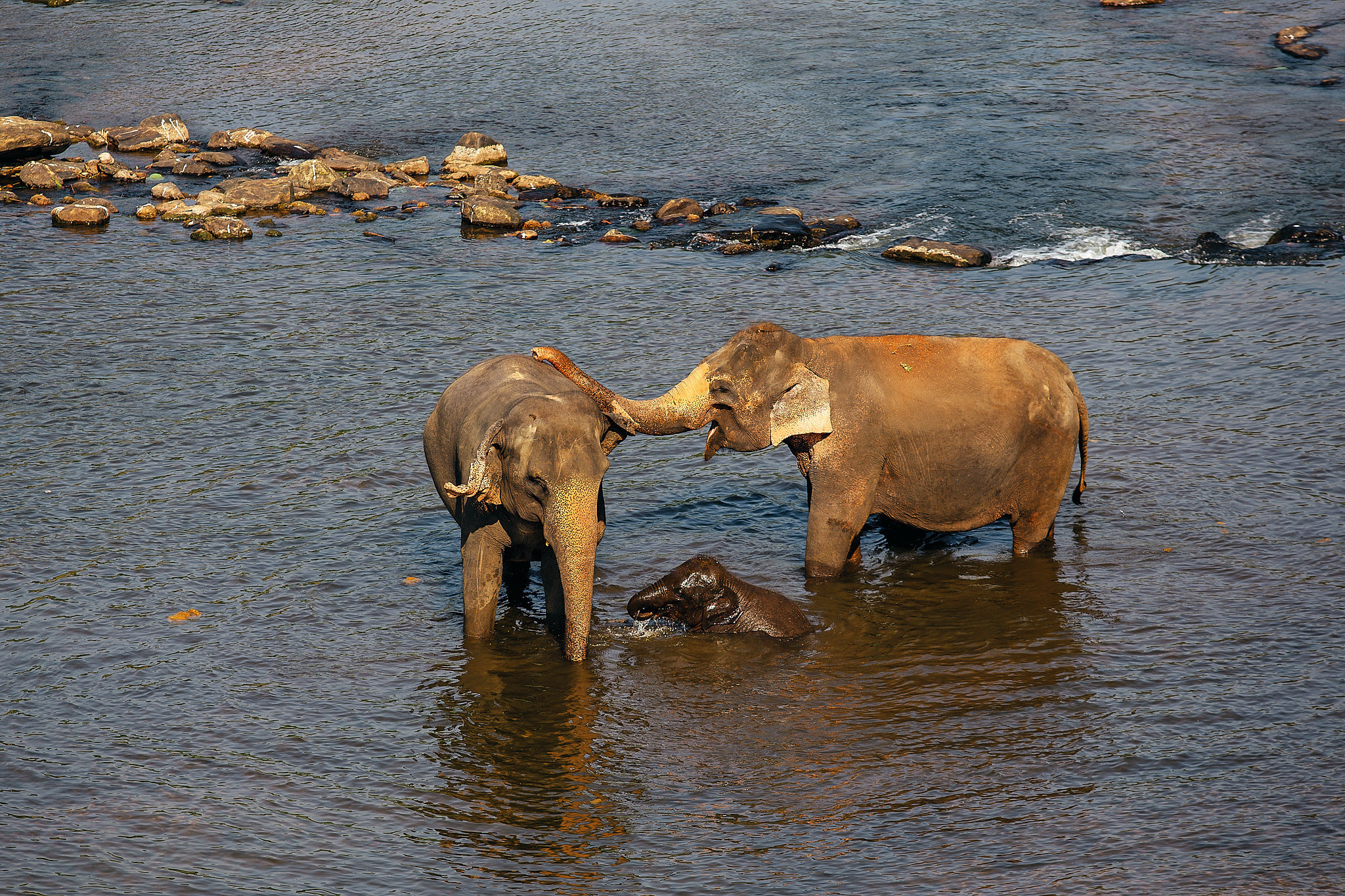 Слоновий питомник Пиннавела. Фотограф Сонкина Татьяна
