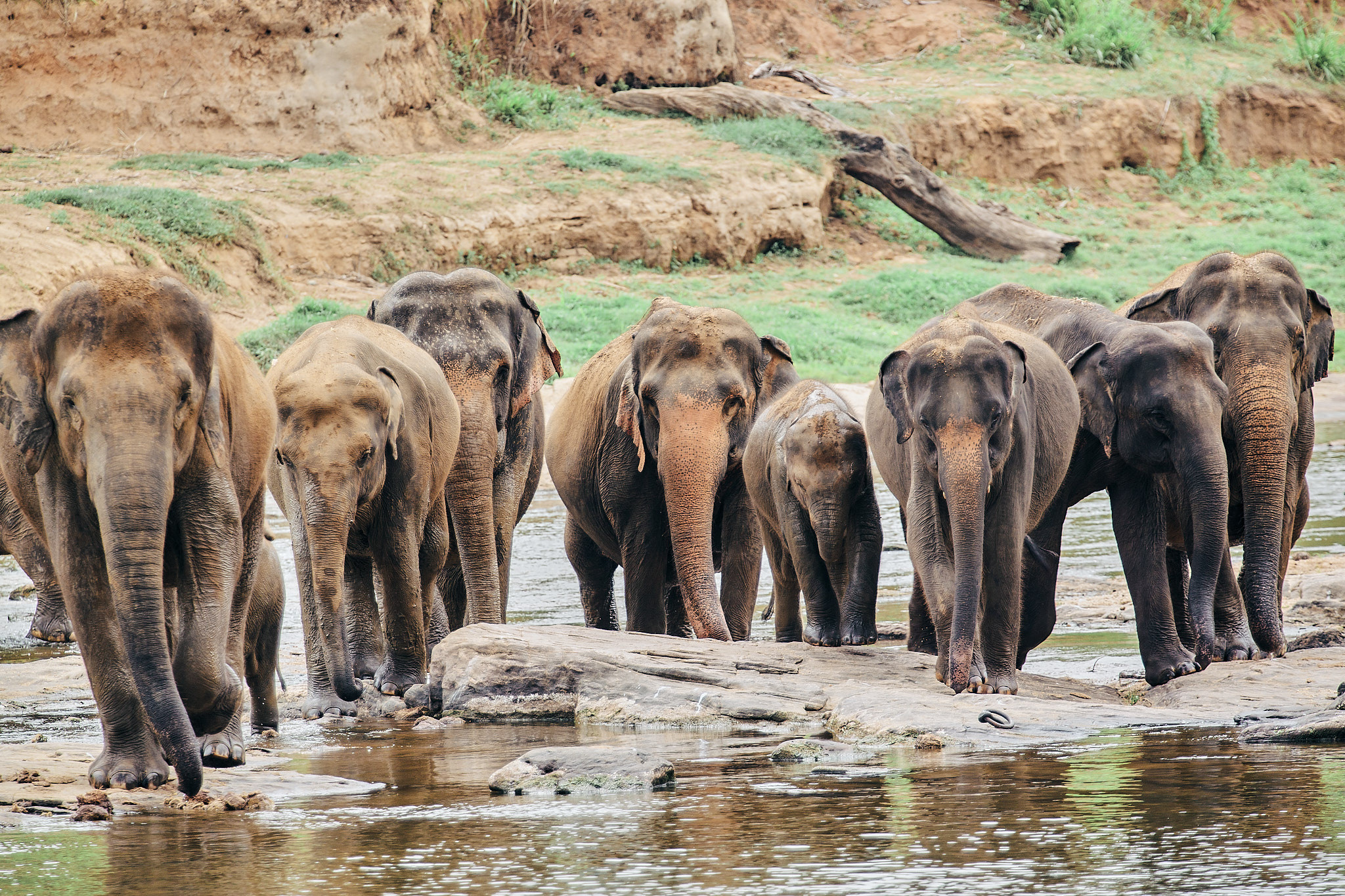 Слоновий питомник Пиннавела. Фотограф Сонкина Татьяна