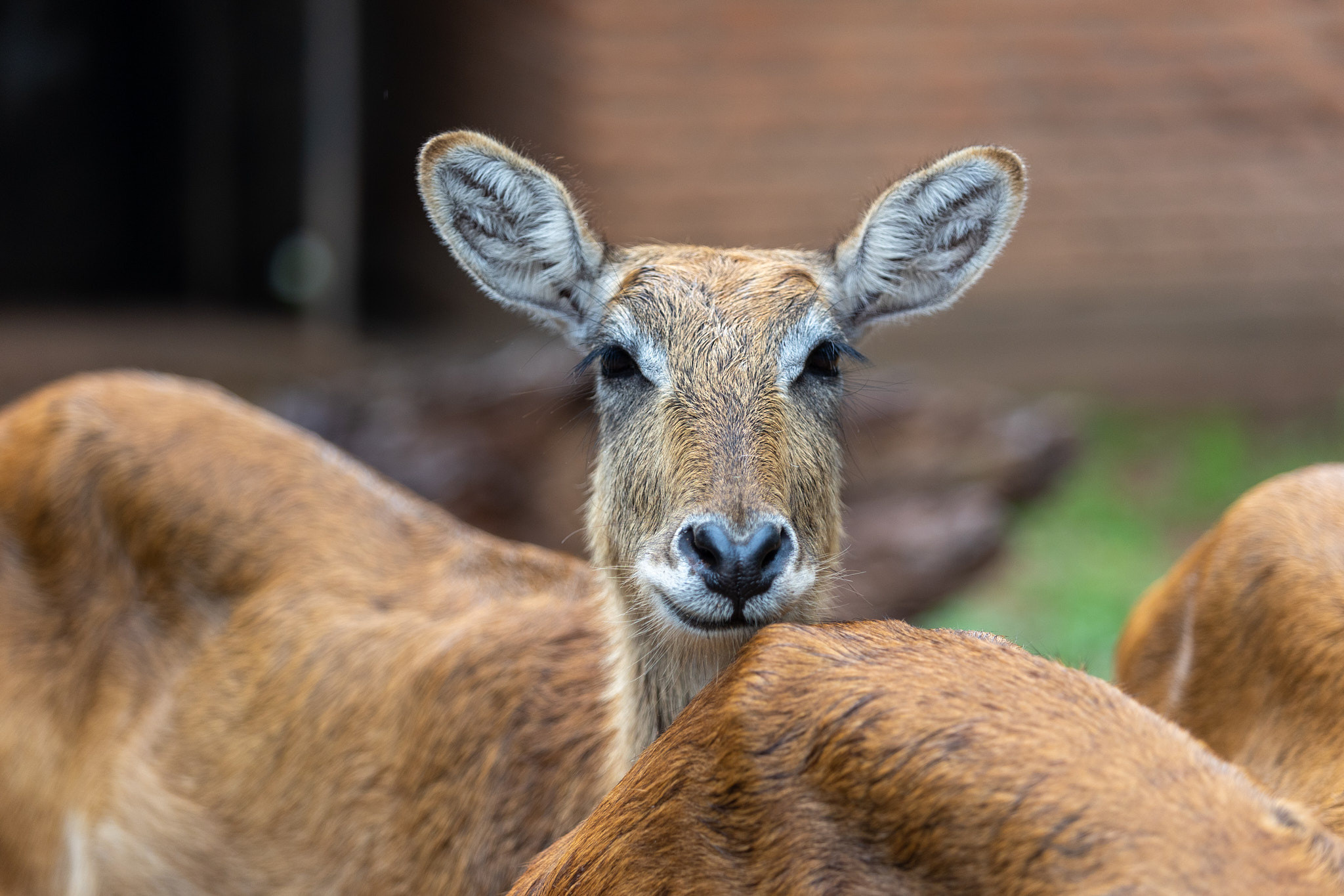 Зоопарк Дехивала. Фотограф Сонкина Татьяна