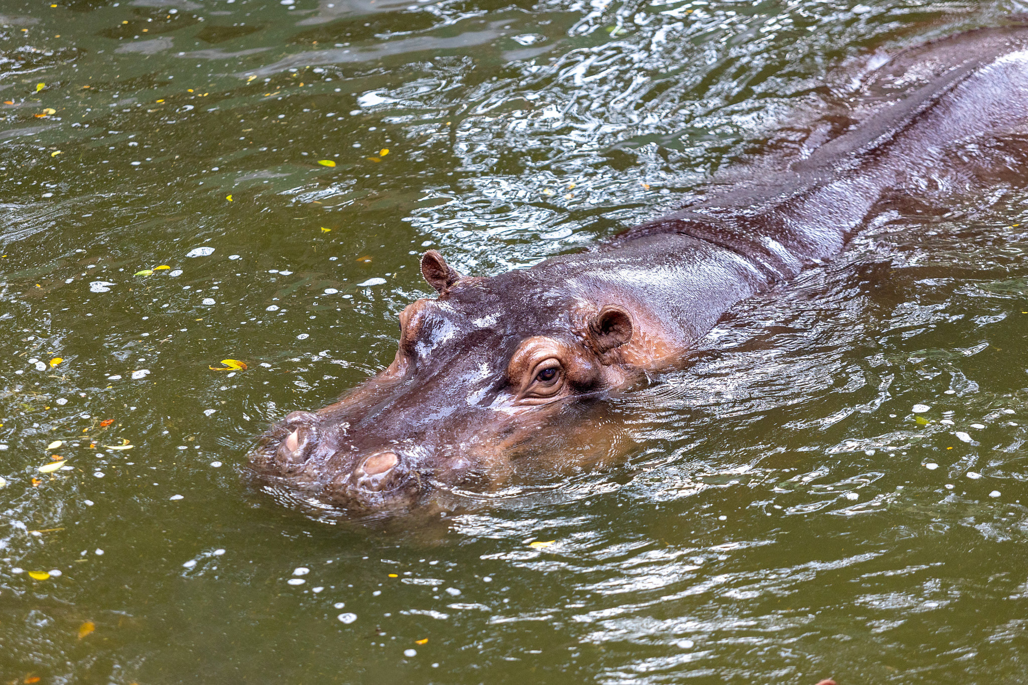 Зоопарк Дехивала. Фотограф Сонкина Татьяна