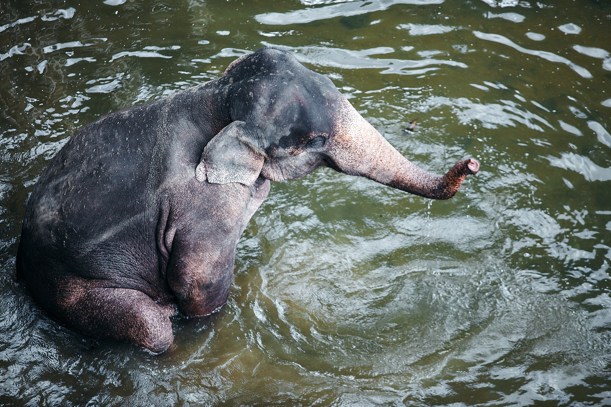 Слоновий питомник Пиннавела. Фотограф Сонкина Татьяна
