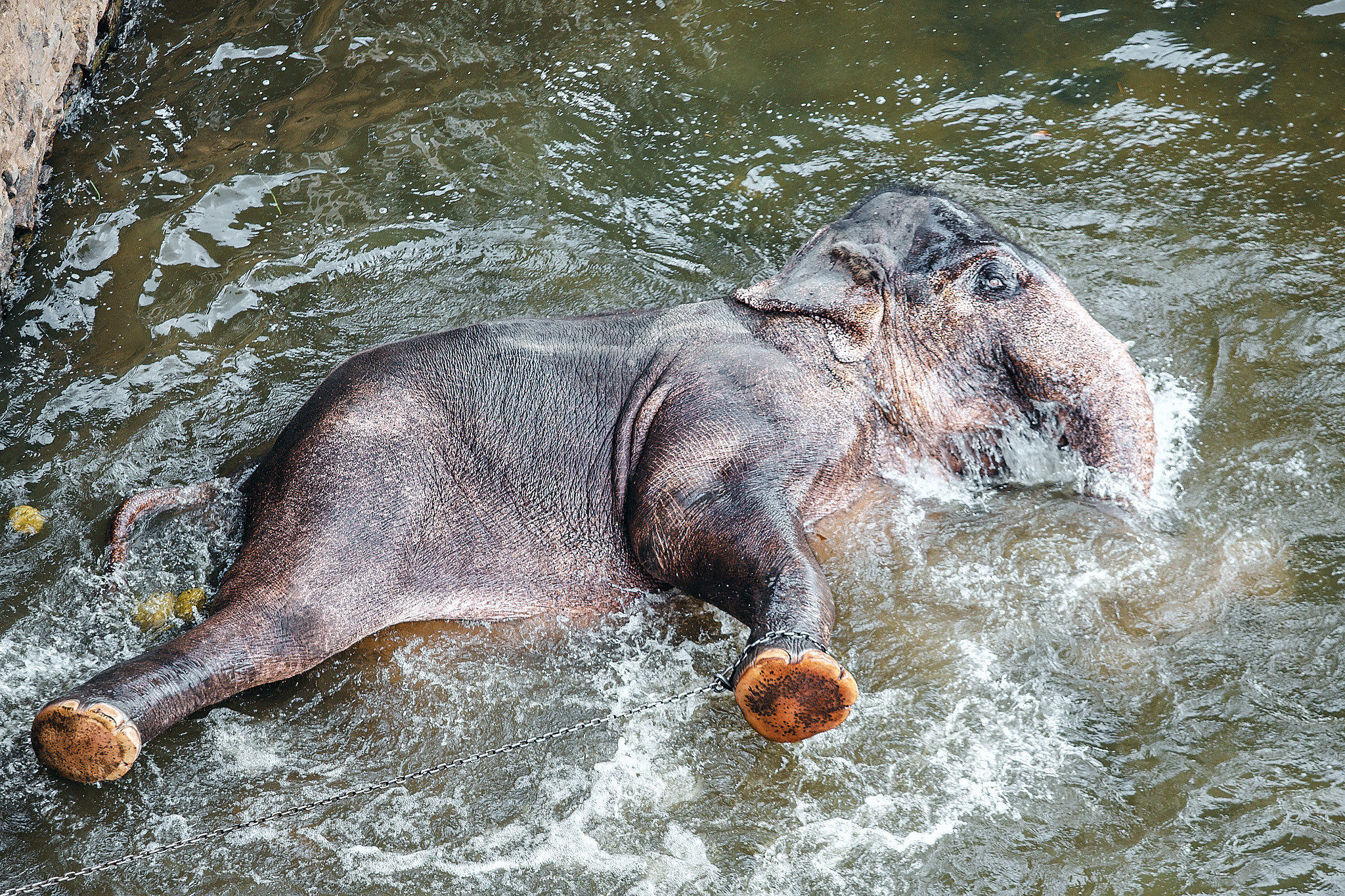 Слоновий питомник Пиннавела. Фотограф Сонкина Татьяна
