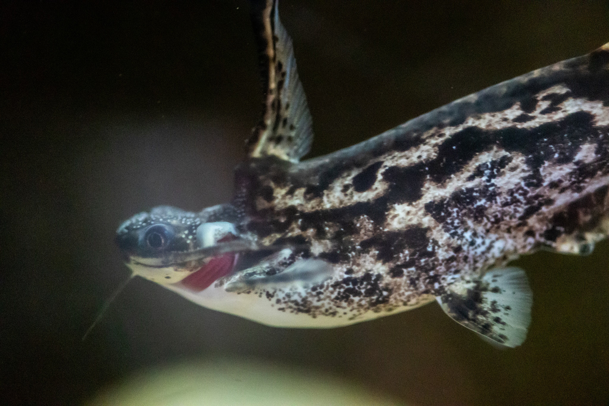 Зоопарк Дехивала. Фотограф Сонкина Татьяна
