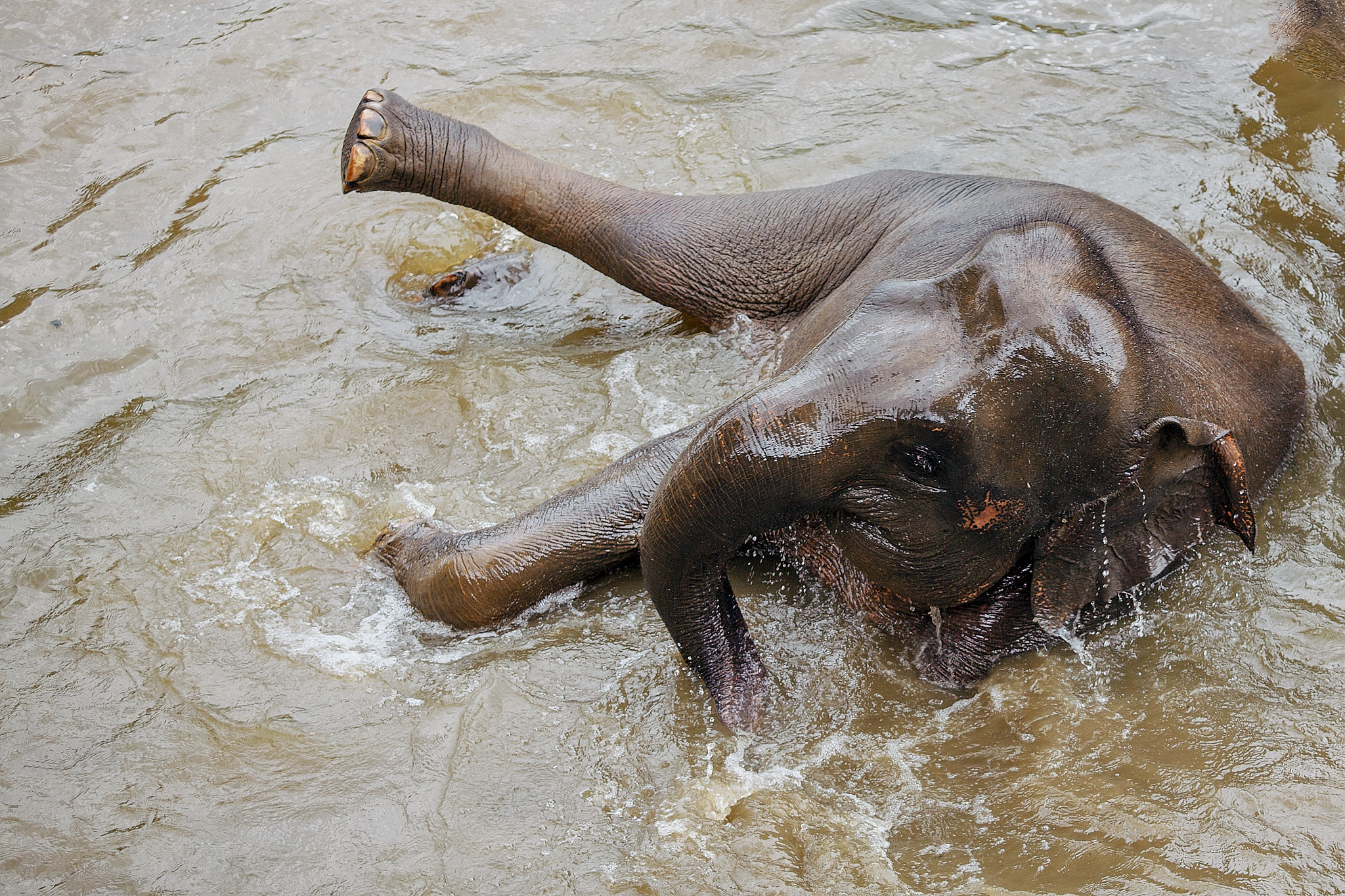 Слоновий питомник Пиннавела. Фотограф Сонкина Татьяна
