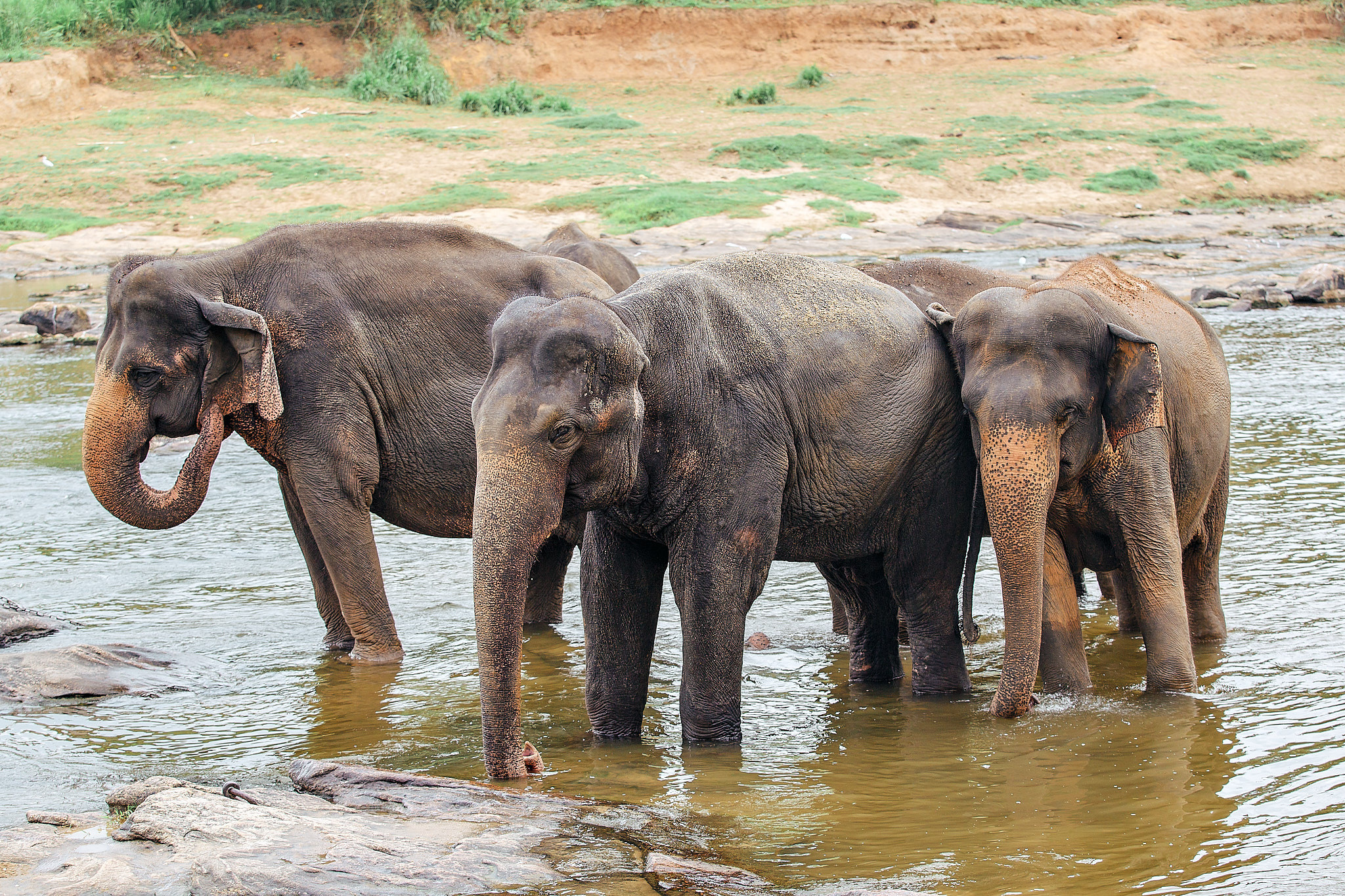 Слоновий питомник Пиннавела. Фотограф Сонкина Татьяна