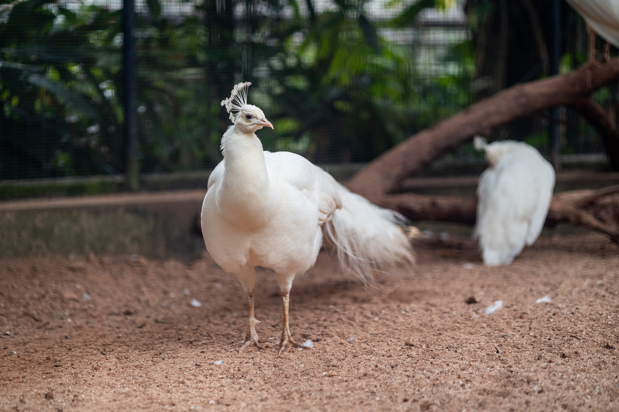 Зоопарк Дехивала. Фотограф Сонкина Татьяна