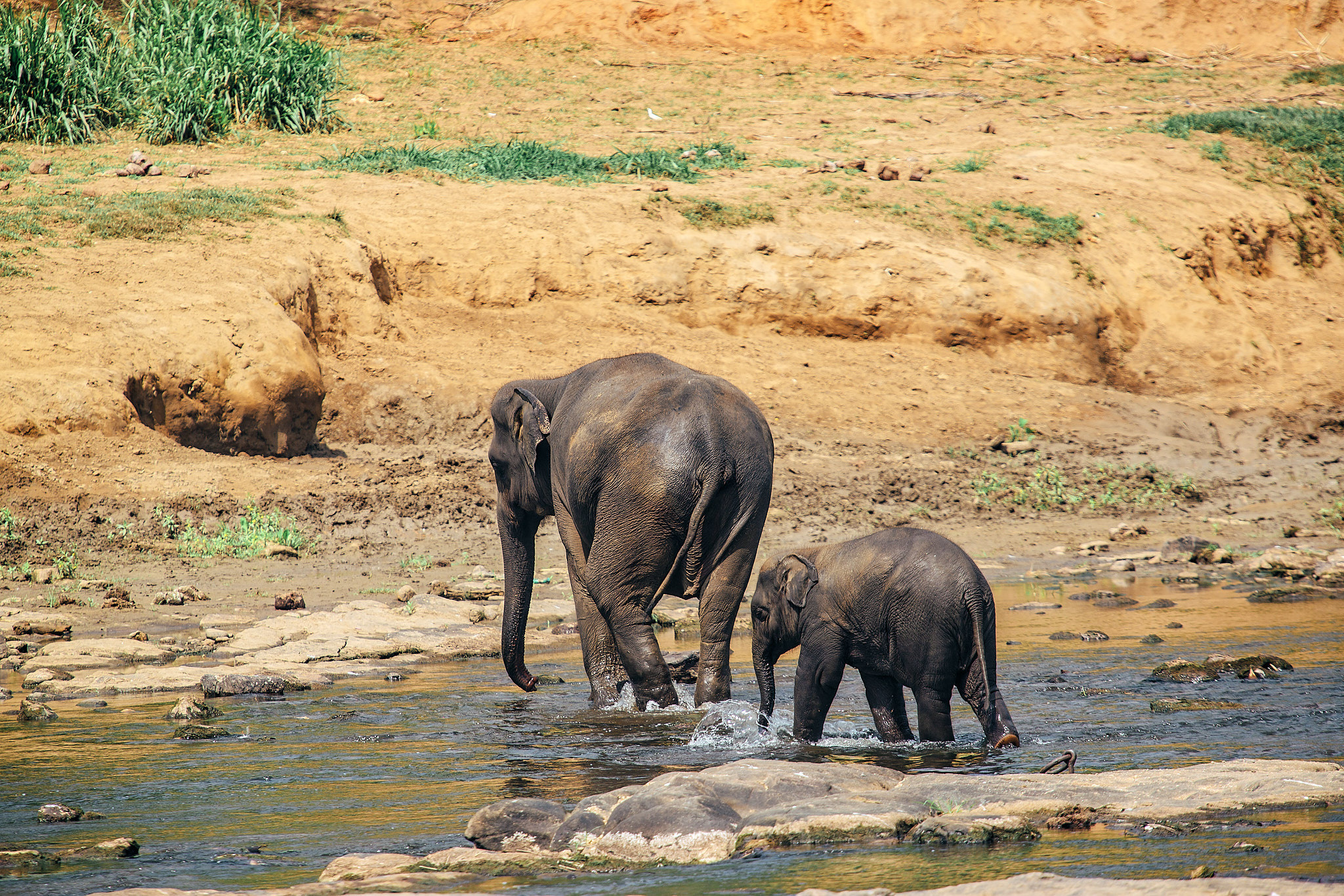 Слоновий питомник Пиннавела. Фотограф Сонкина Татьяна