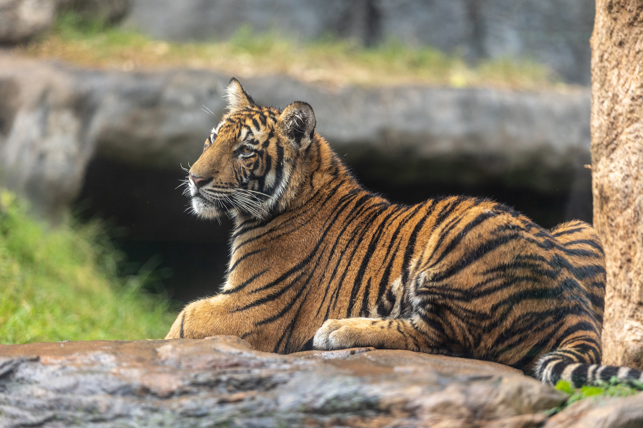 Зоопарк Дехивала. Фотограф Сонкина Татьяна