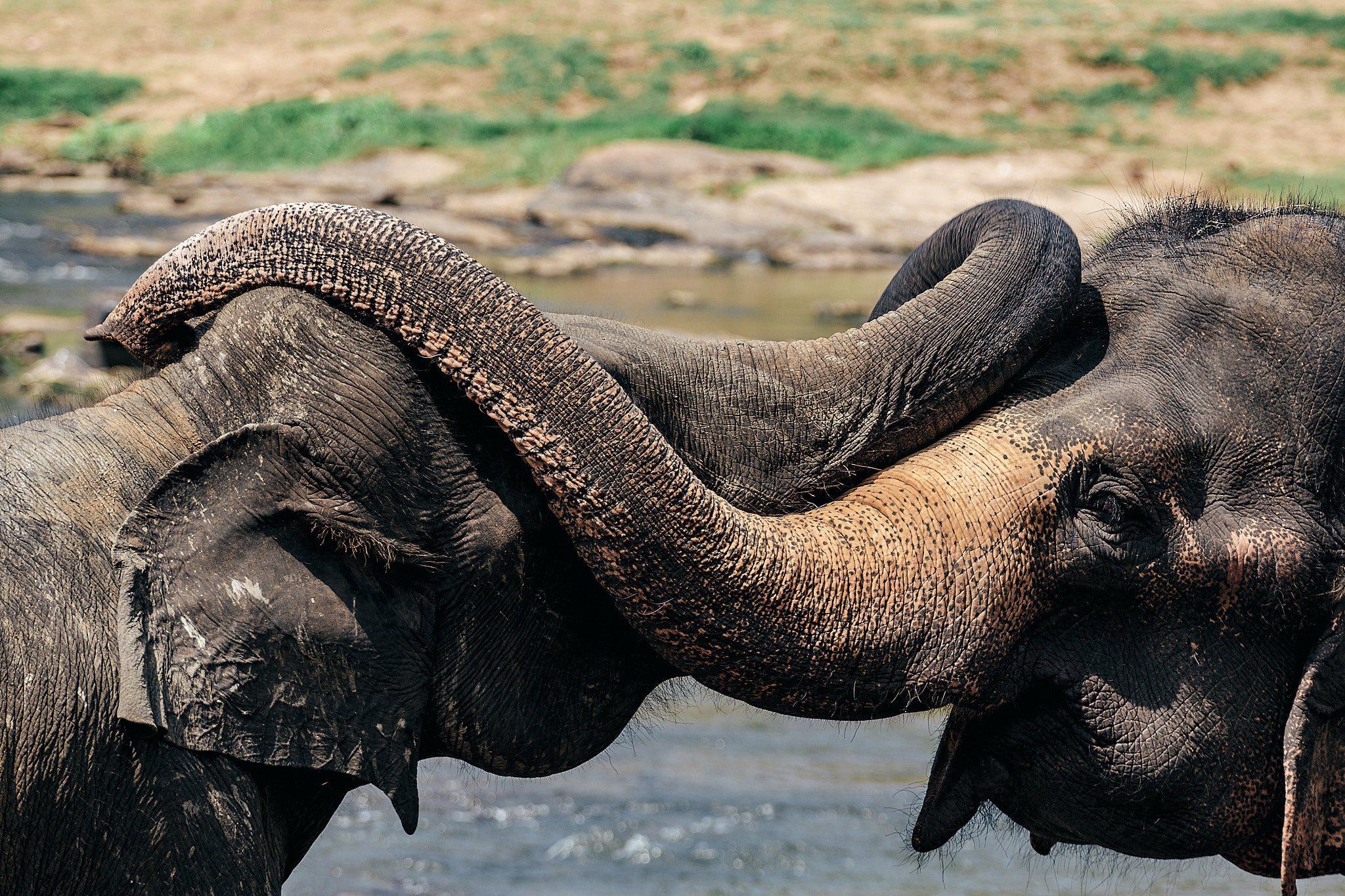 Слоновий питомник Пиннавела. Фотограф Сонкина Татьяна