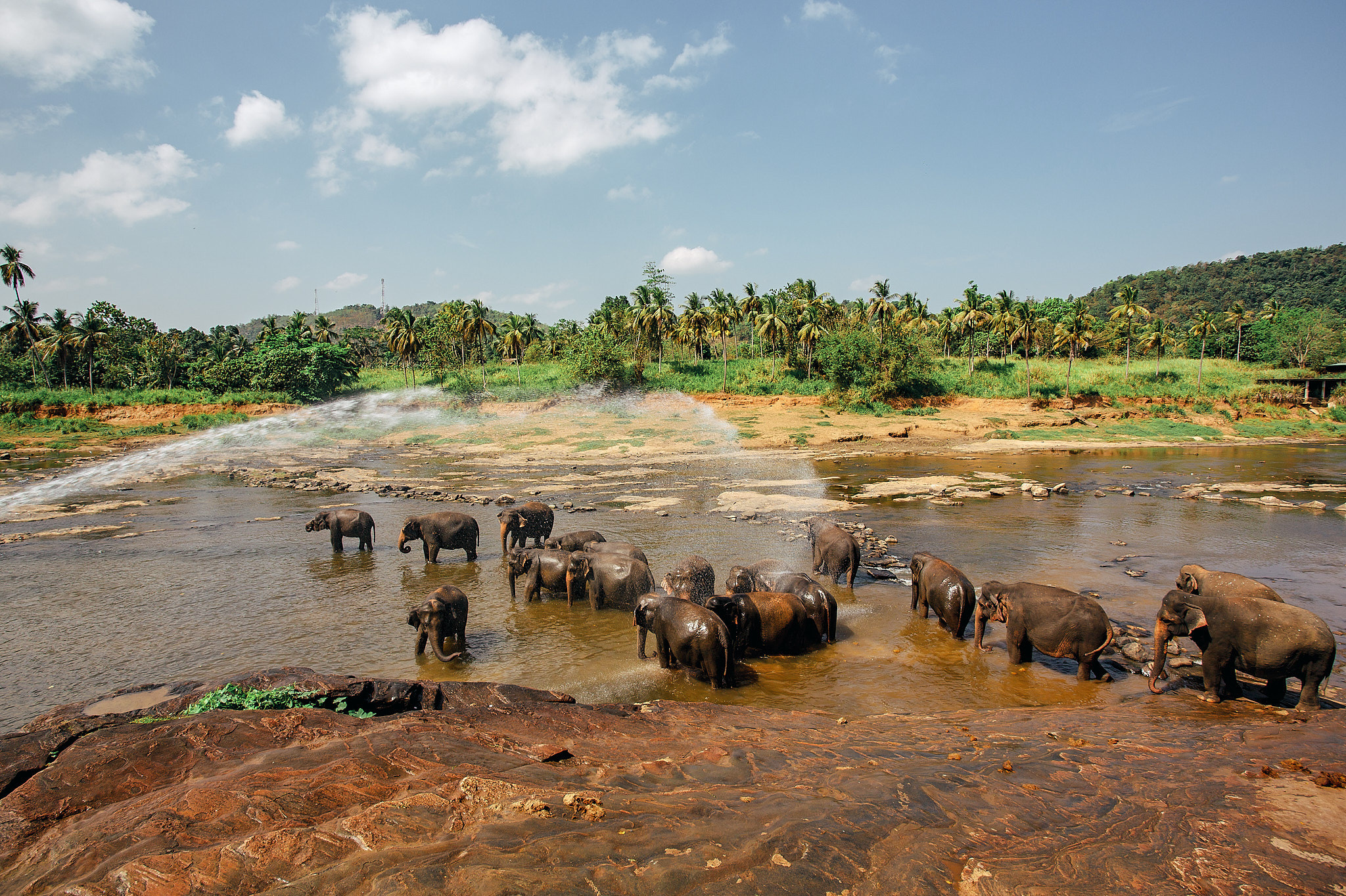 Слоновий питомник Пиннавела. Фотограф Сонкина Татьяна