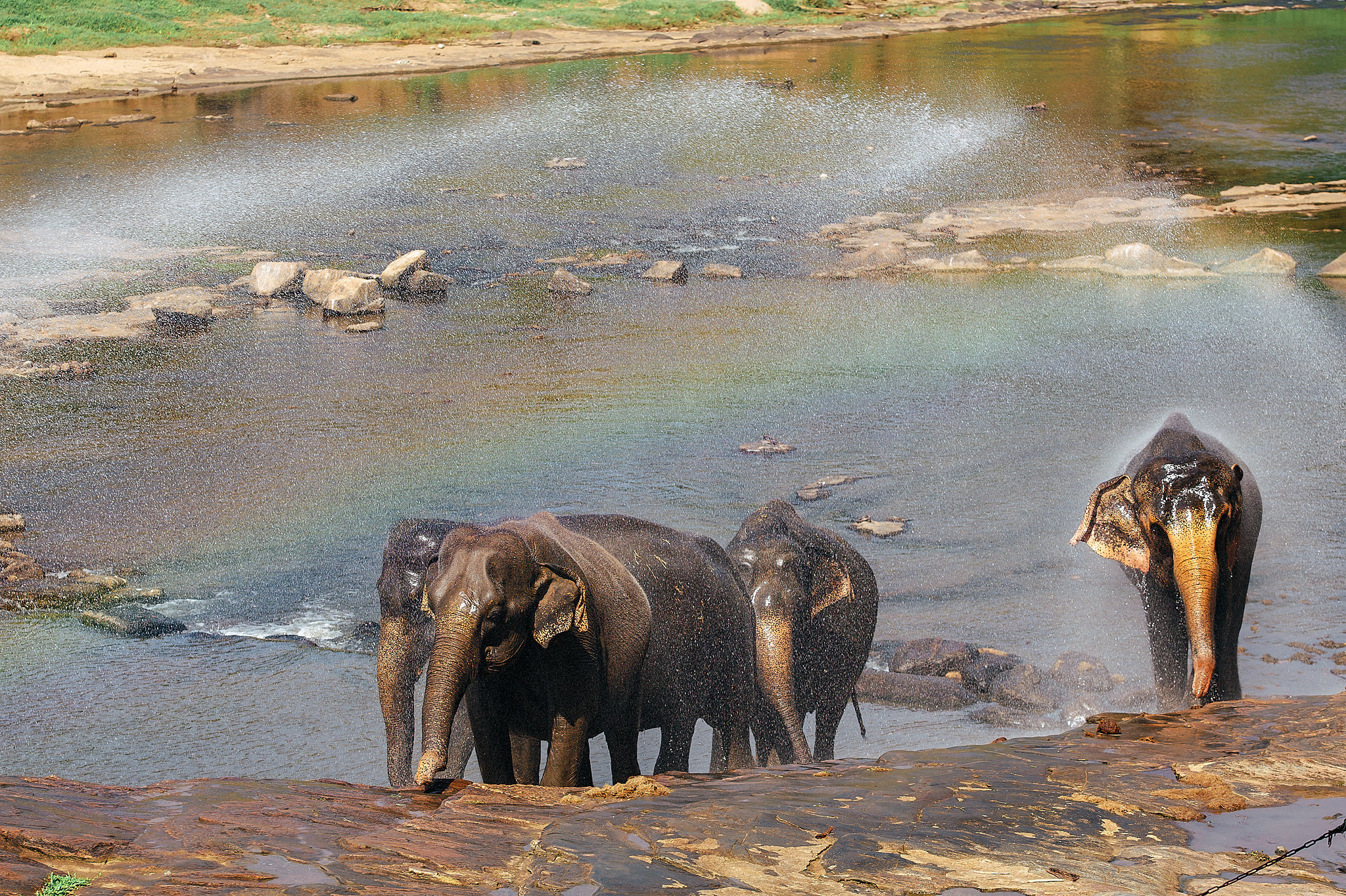 Слоновий питомник Пиннавела. Фотограф Сонкина Татьяна