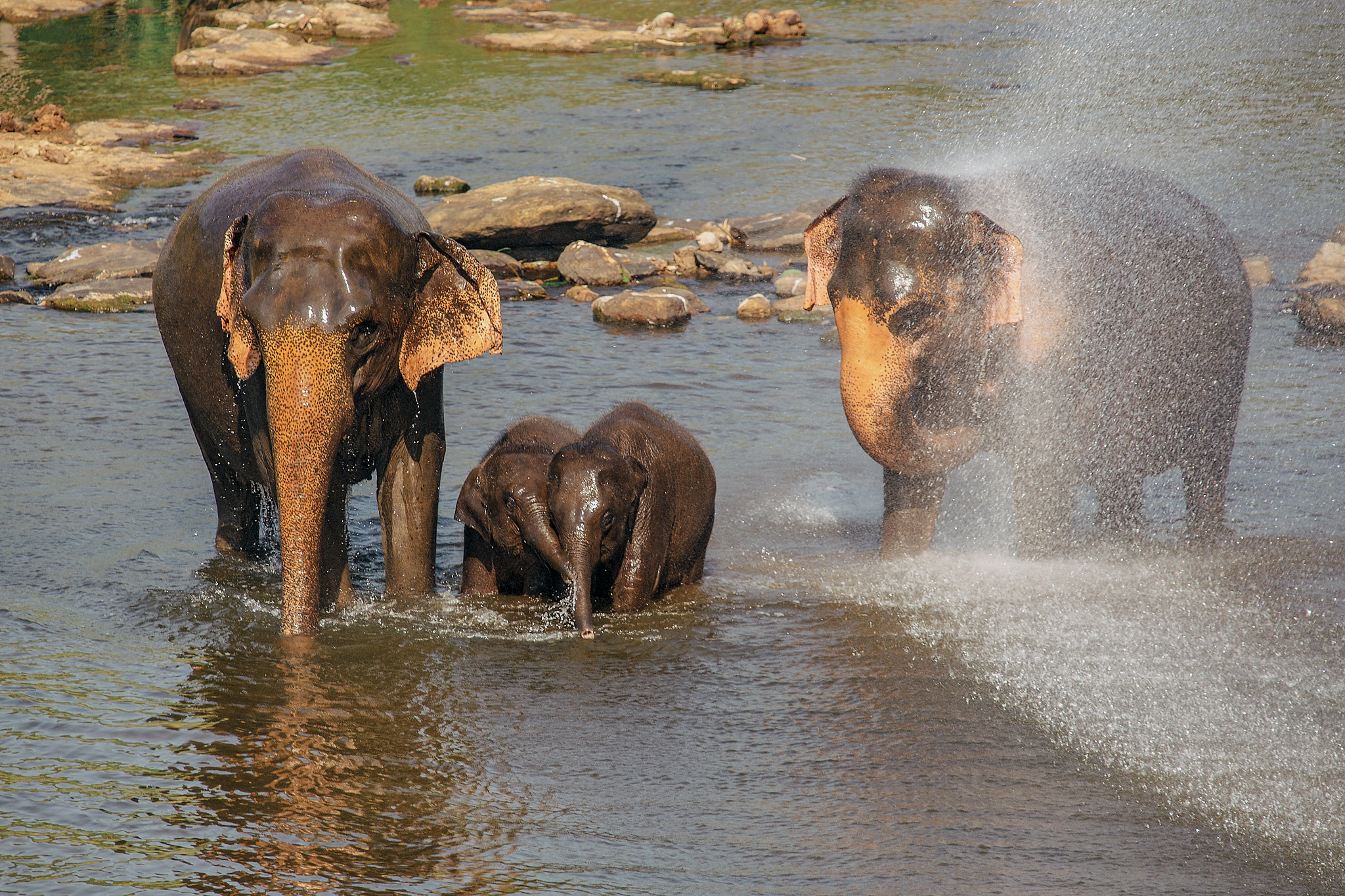 Слоновий питомник Пиннавела. Фотограф Сонкина Татьяна