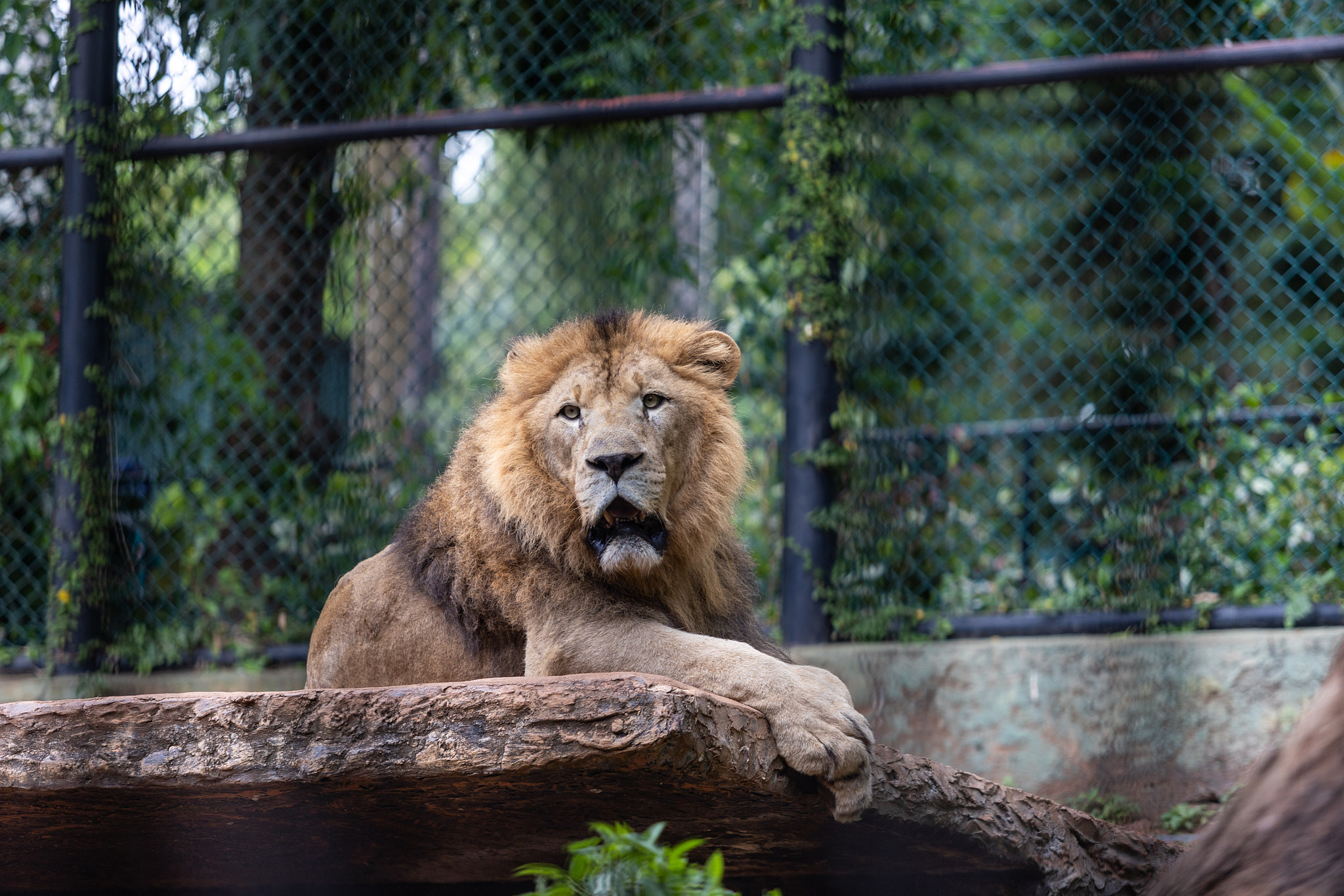 Зоопарк Дехивала. Фотограф Сонкина Татьяна