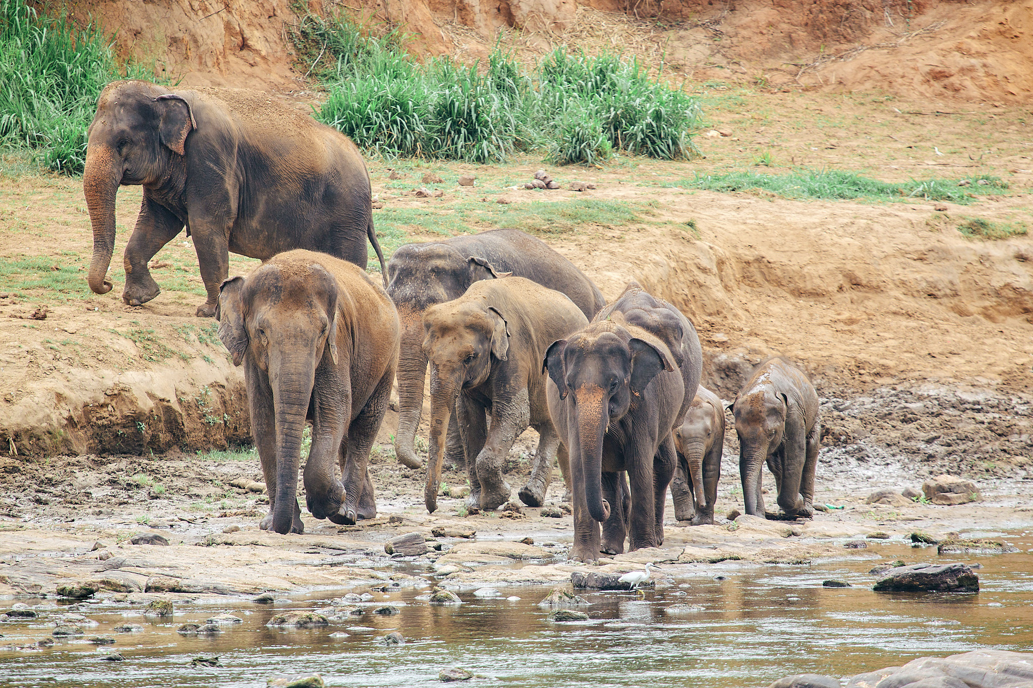 Слоновий питомник Пиннавела. Фотограф Сонкина Татьяна
