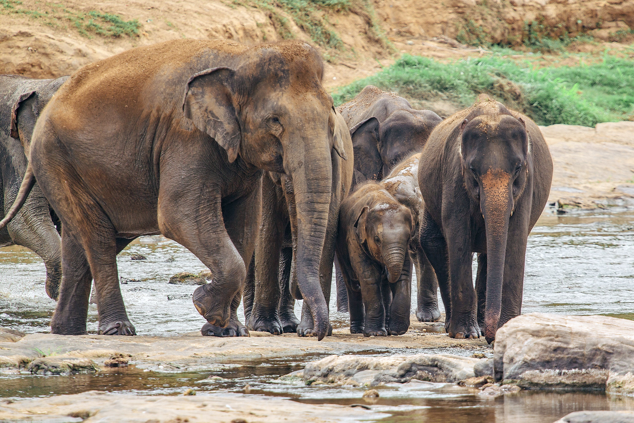 Слоновий питомник Пиннавела. Фотограф Сонкина Татьяна