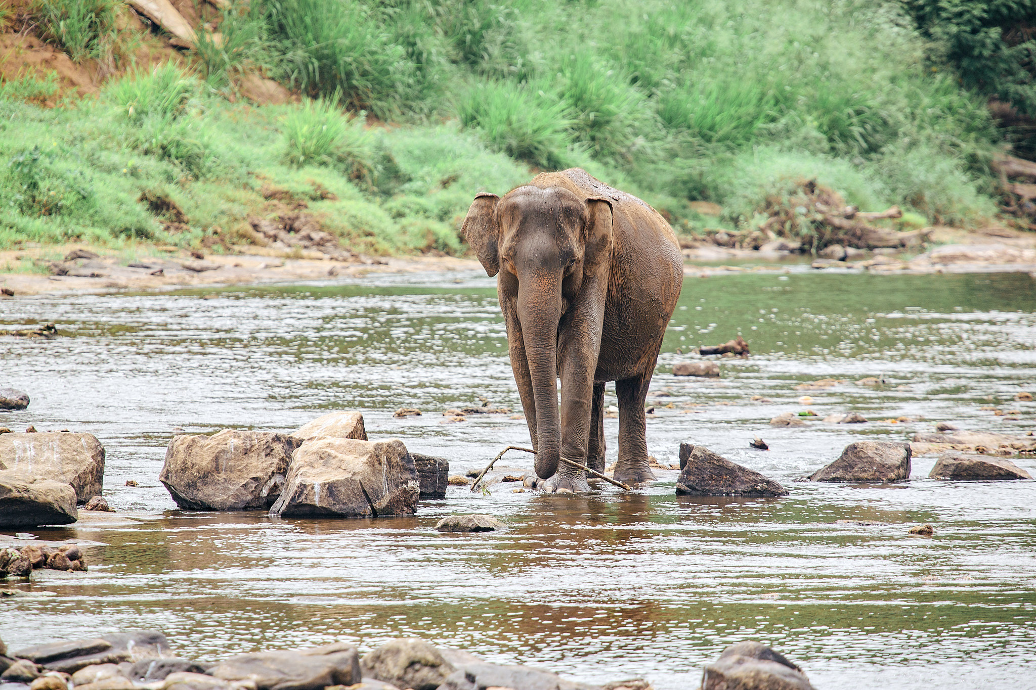 Слоновий питомник Пиннавела. Фотограф Сонкина Татьяна