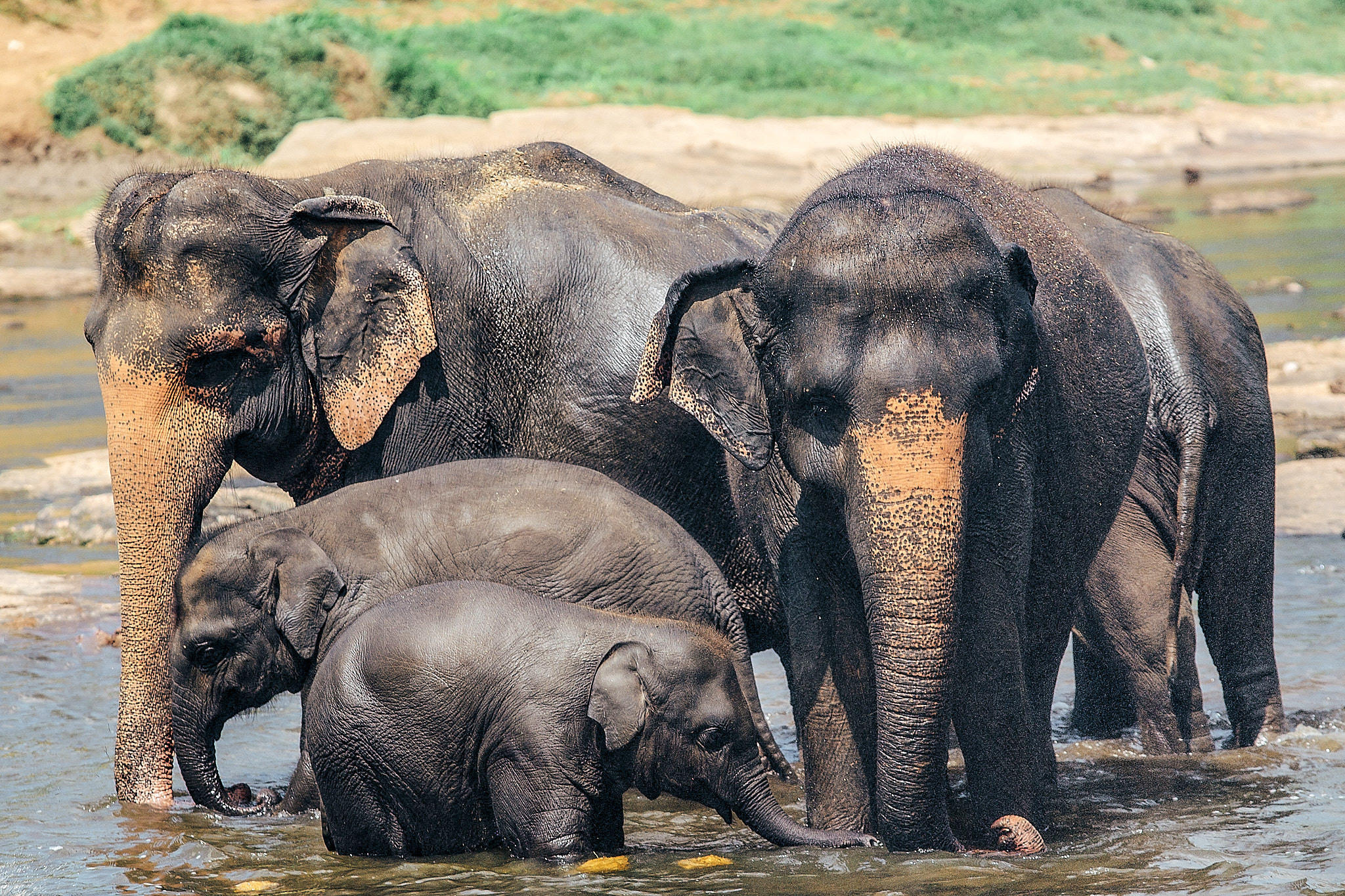 Слоновий питомник Пиннавела. Фотограф Сонкина Татьяна