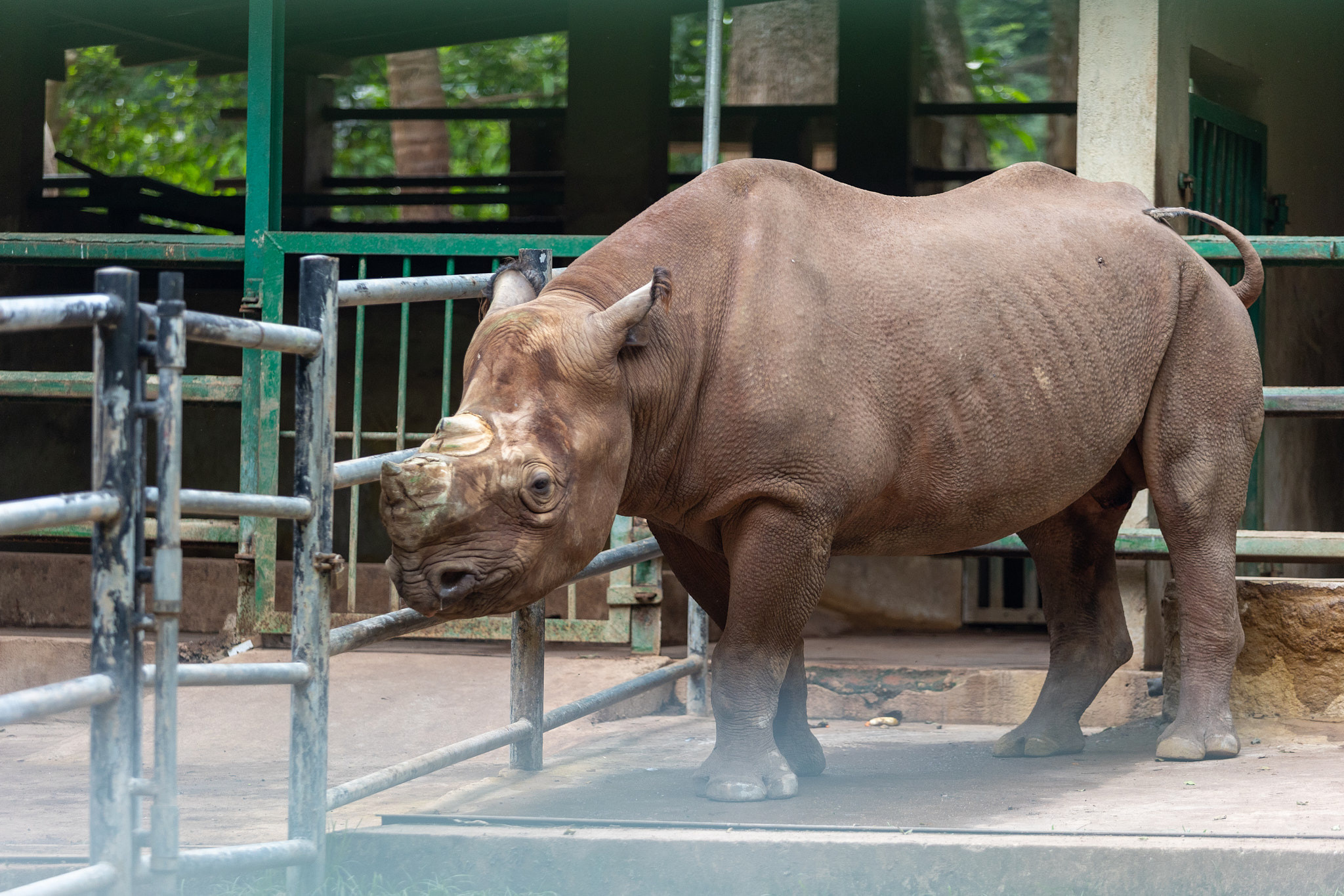 Зоопарк Дехивала. Фотограф Сонкина Татьяна