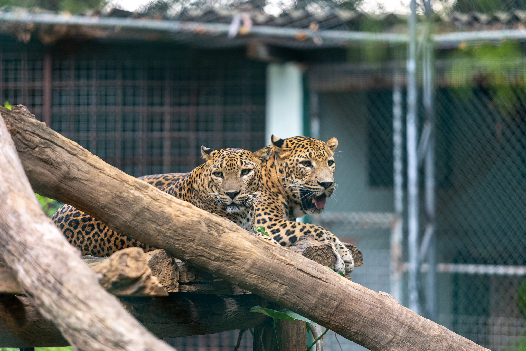 Зоопарк Дехивала. Фотограф Сонкина Татьяна