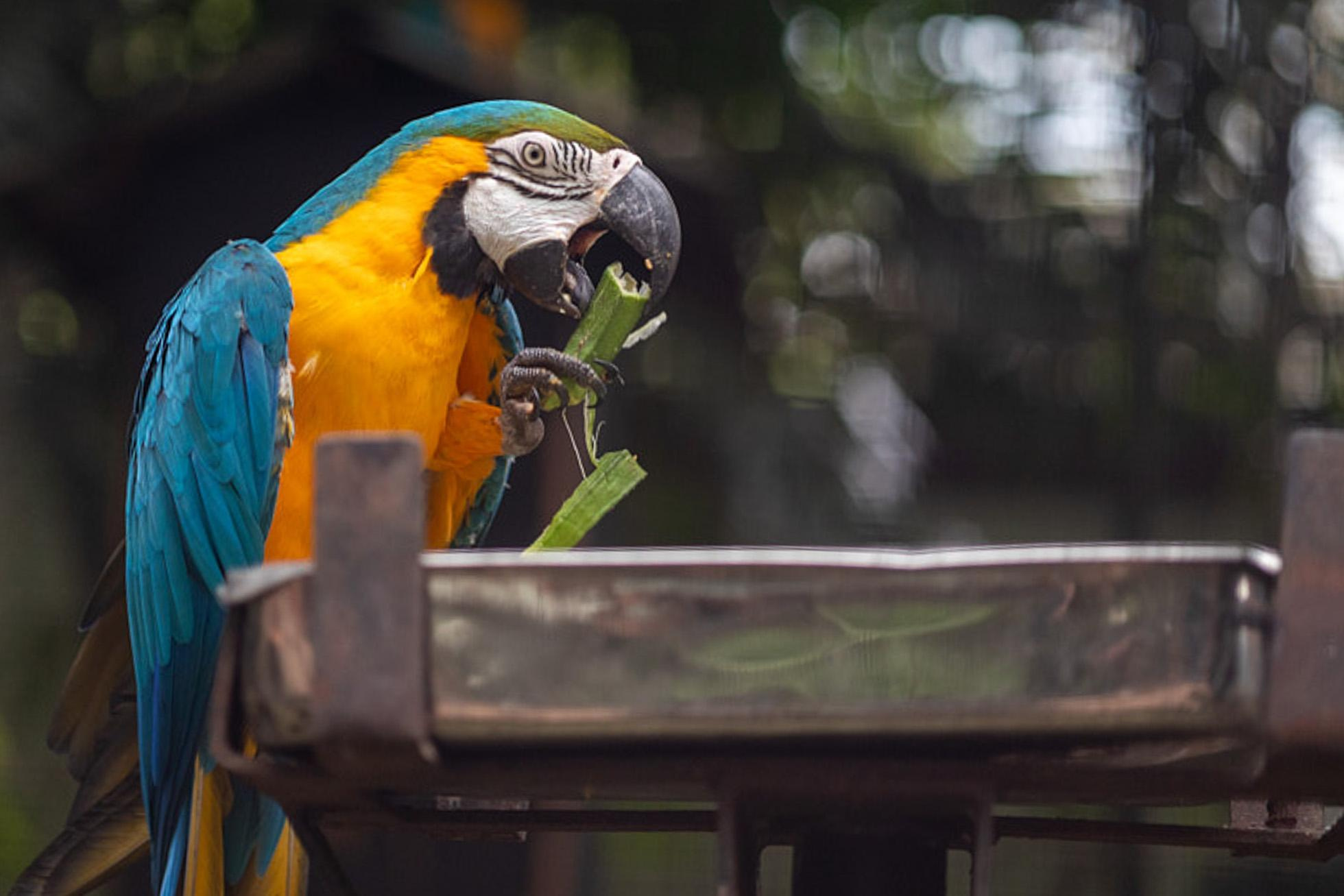 Зоопарк Дехивала. Фотограф Сонкина Татьяна