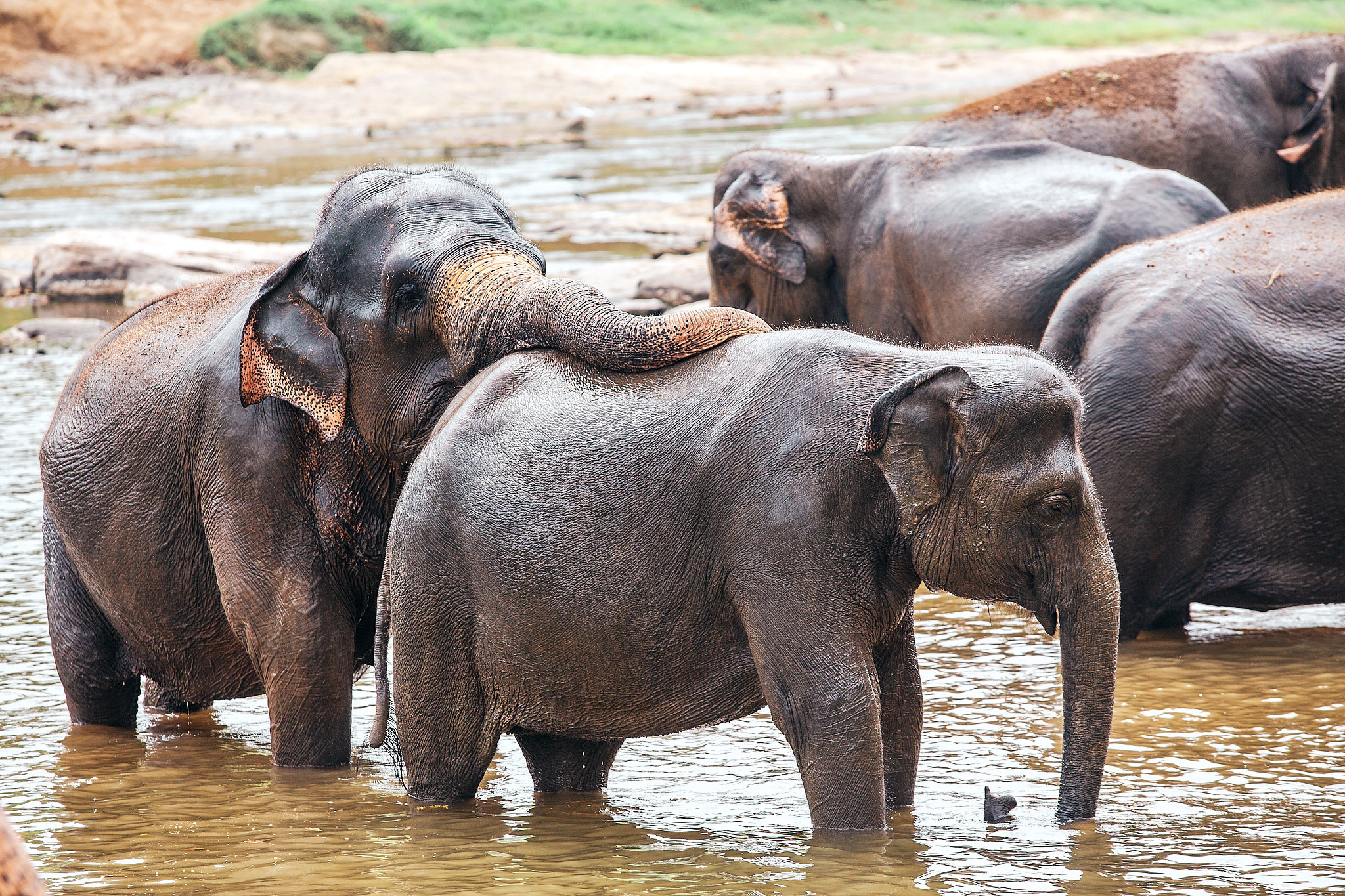 Слоновий питомник Пиннавела. Фотограф Сонкина Татьяна