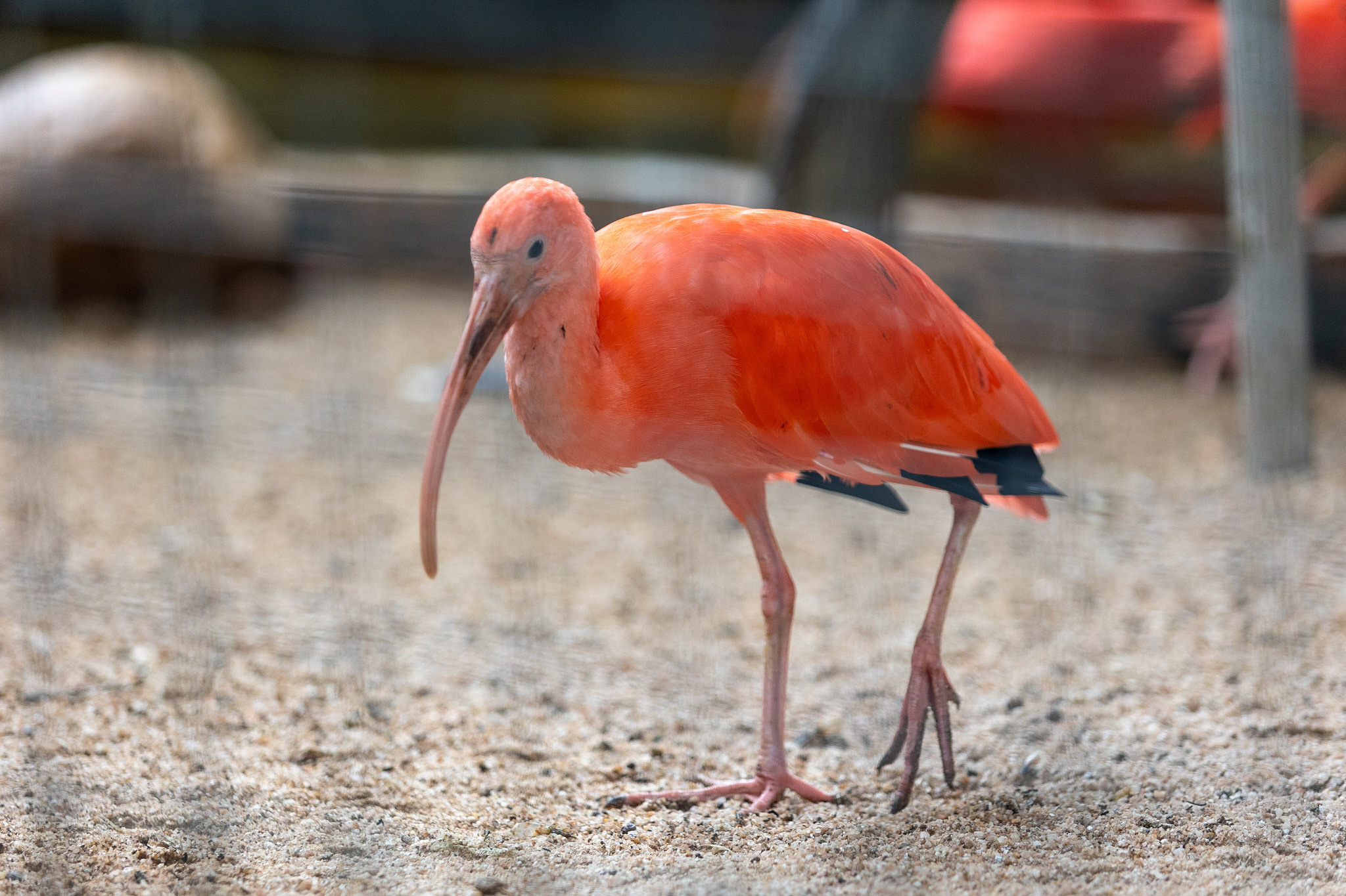 Зоопарк Дехивала. Фотограф Сонкина Татьяна