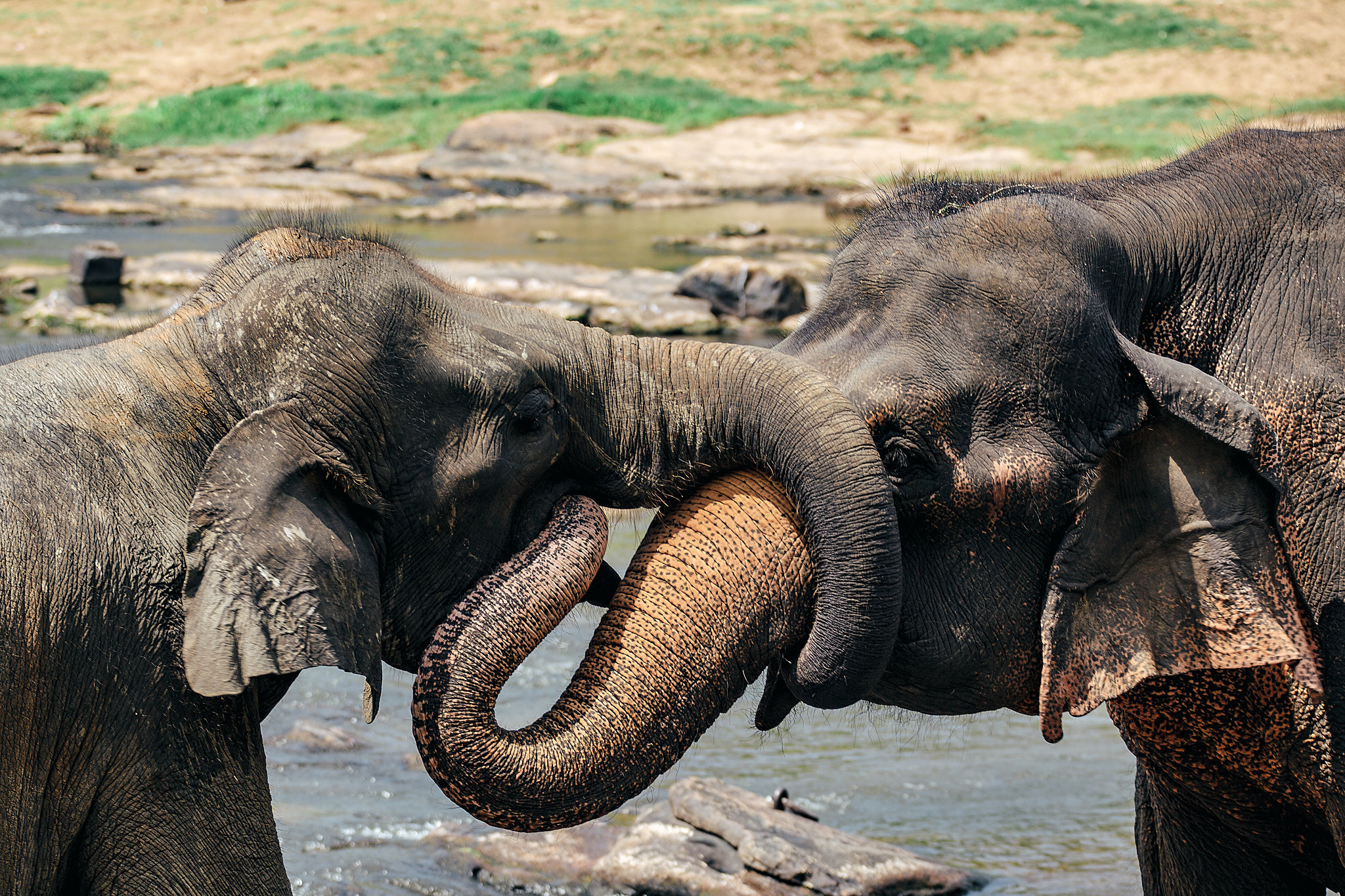 Слоновий питомник Пиннавела. Фотограф Сонкина Татьяна