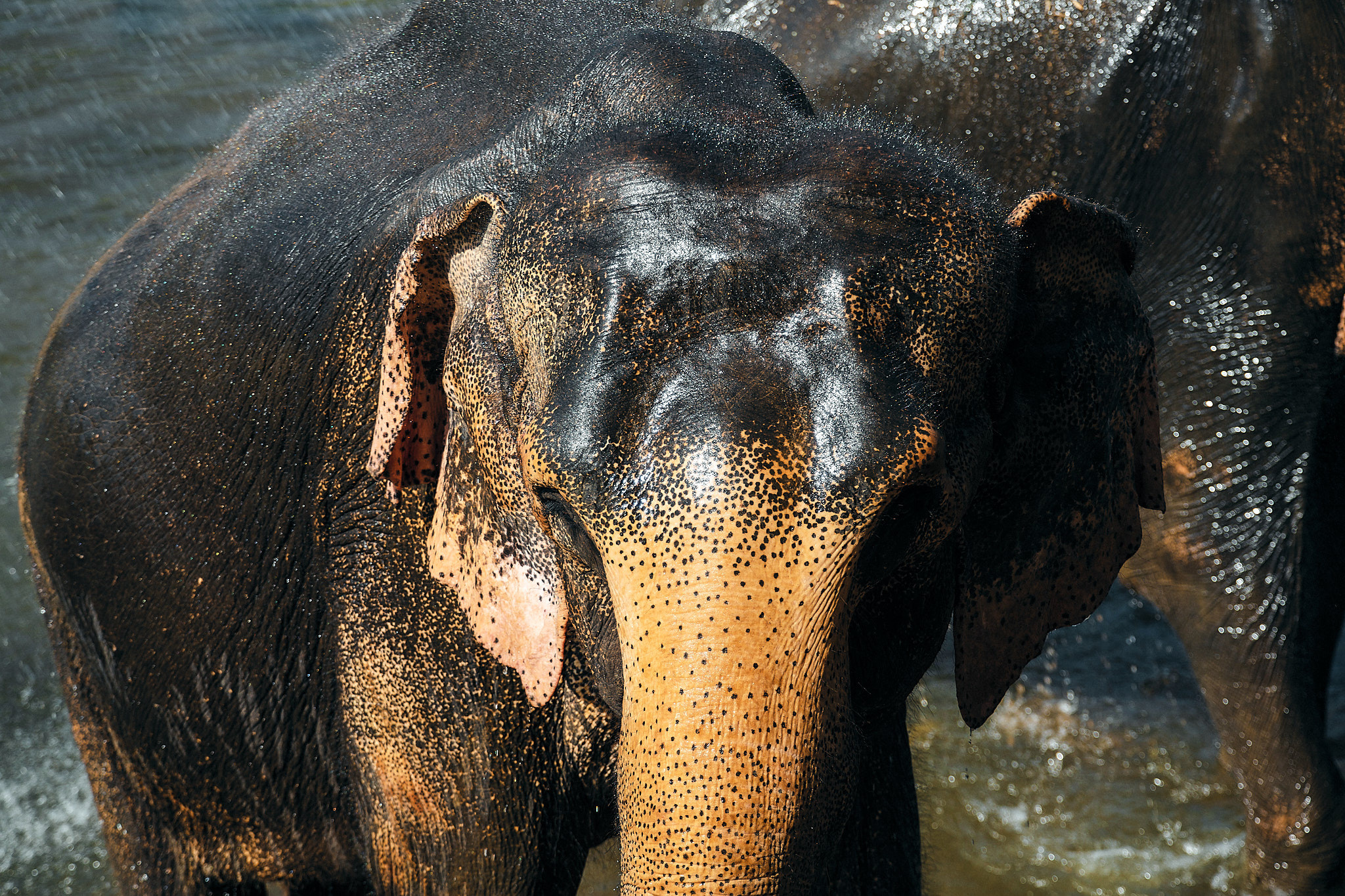 Слоновий питомник Пиннавела. Фотограф Сонкина Татьяна