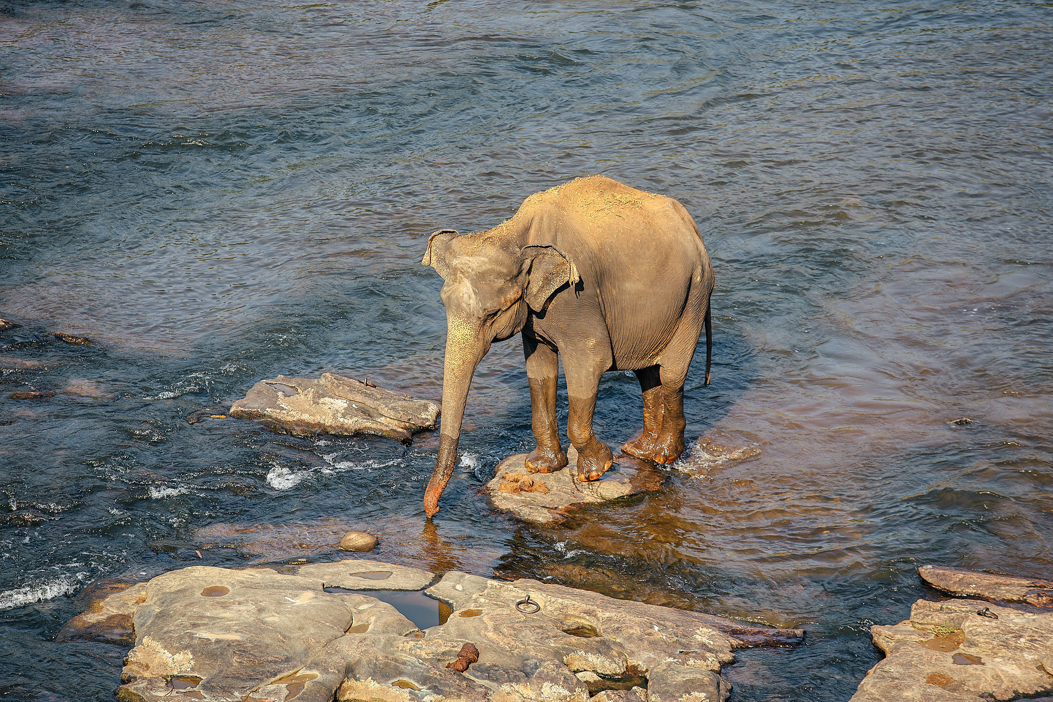 Слоновий питомник Пиннавела. Фотограф Сонкина Татьяна