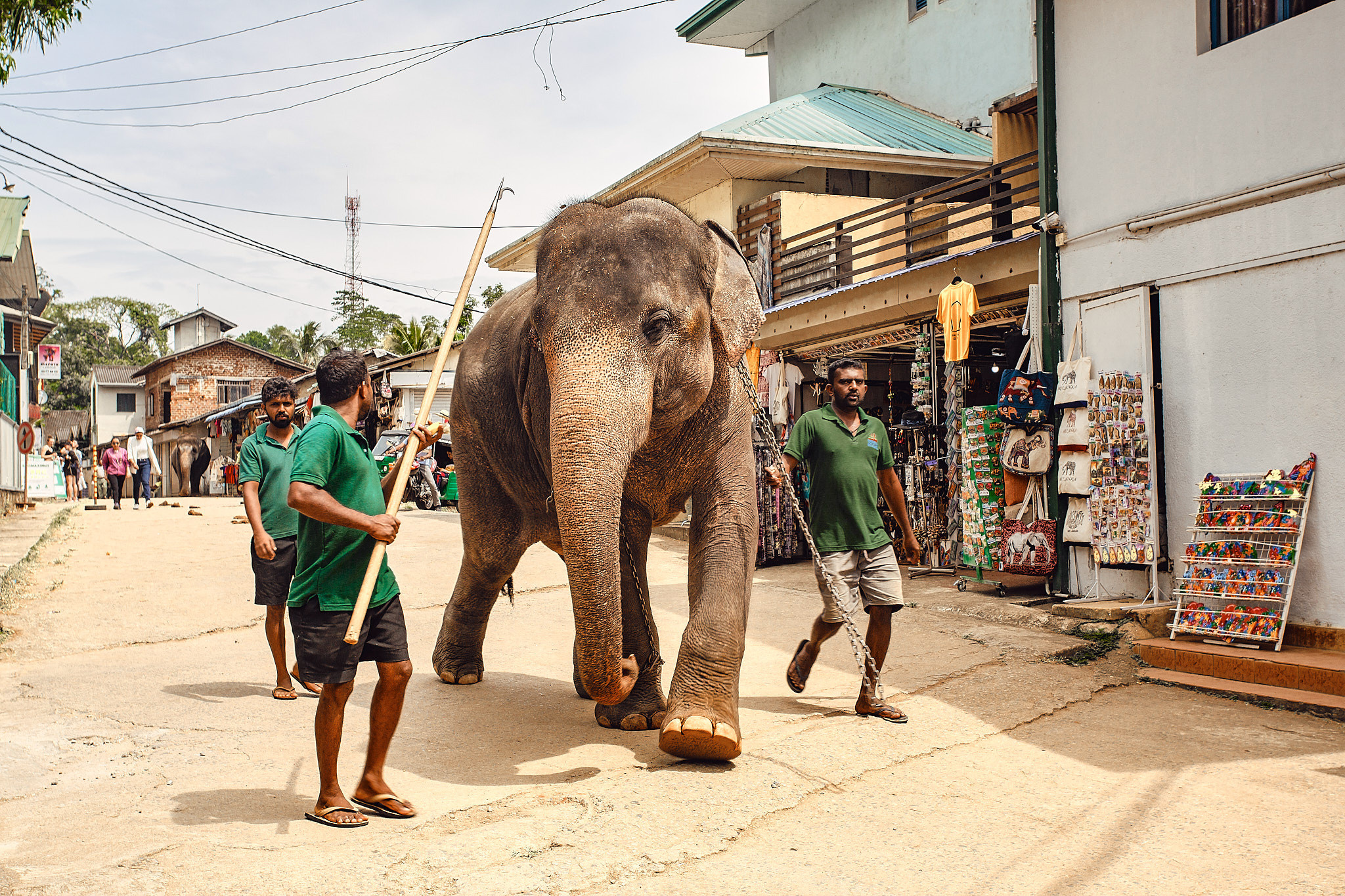 Слоновий питомник Пиннавела. Фотограф Сонкина Татьяна