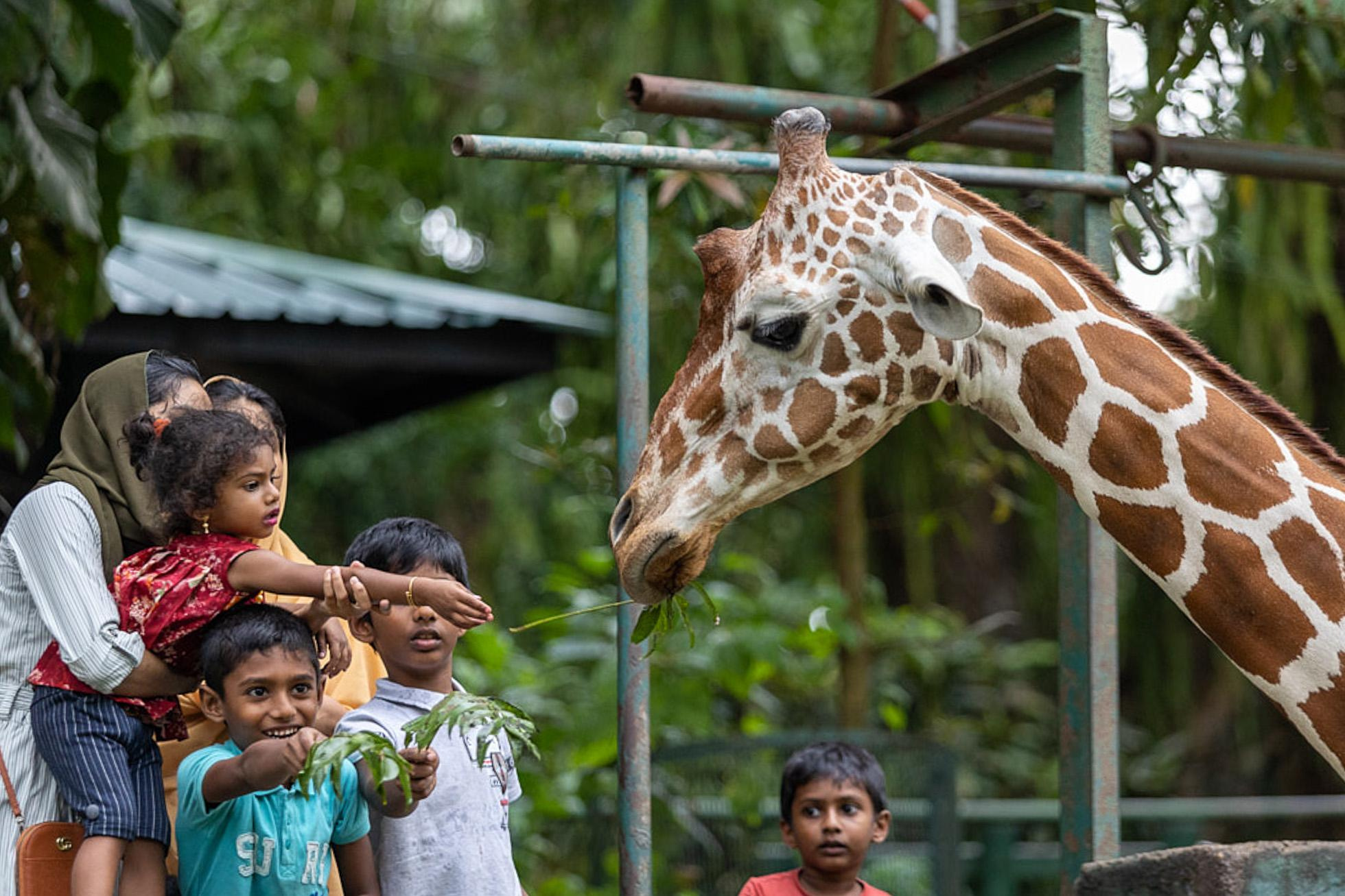 Зоопарк Дехивала. Фотограф Сонкина Татьяна