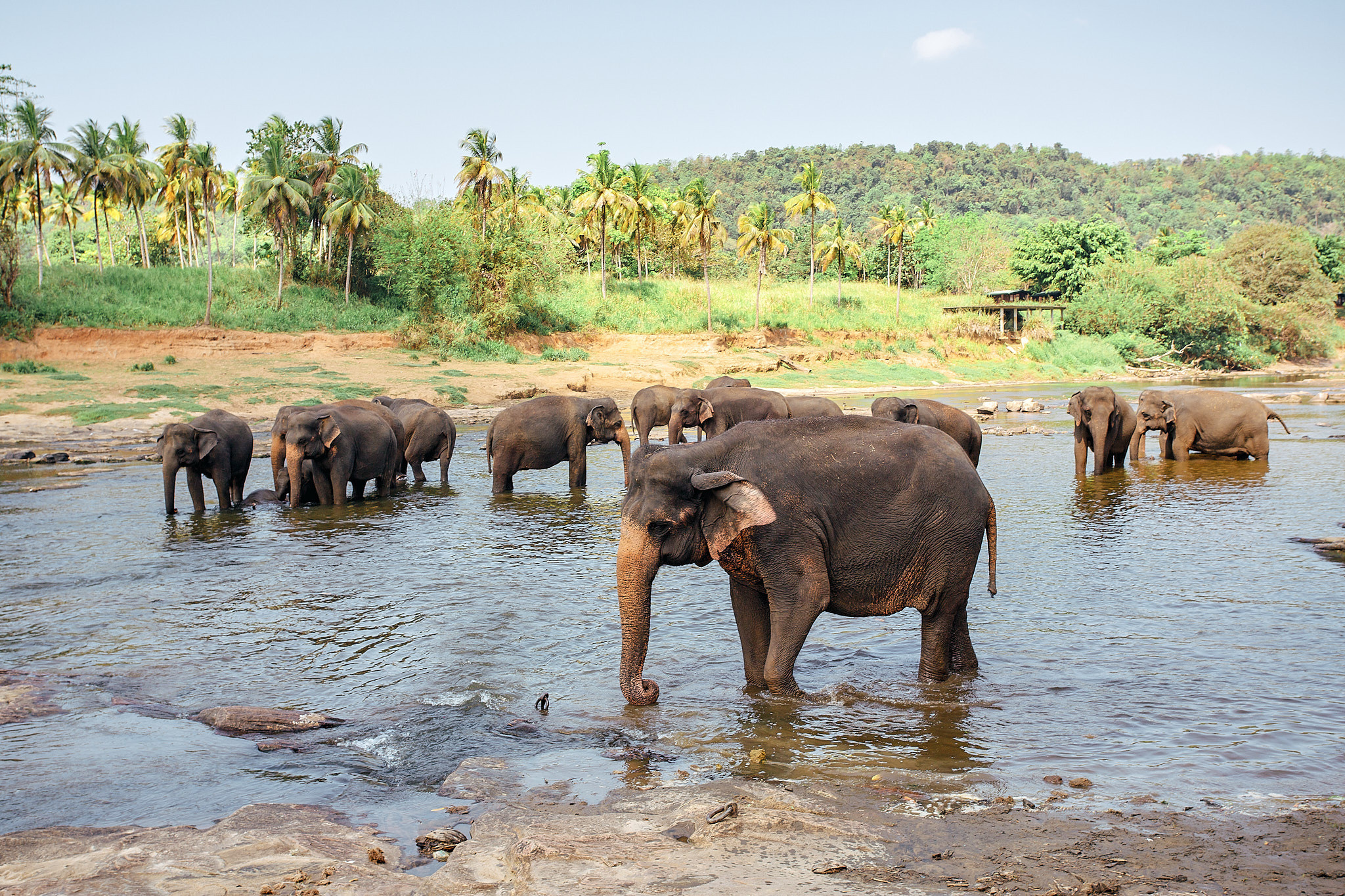 Слоновий питомник Пиннавела. Фотограф Сонкина Татьяна