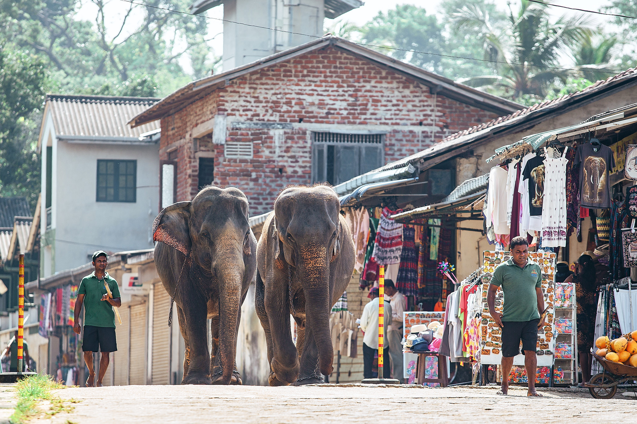 Слоновий питомник Пиннавела. Фотограф Сонкина Татьяна