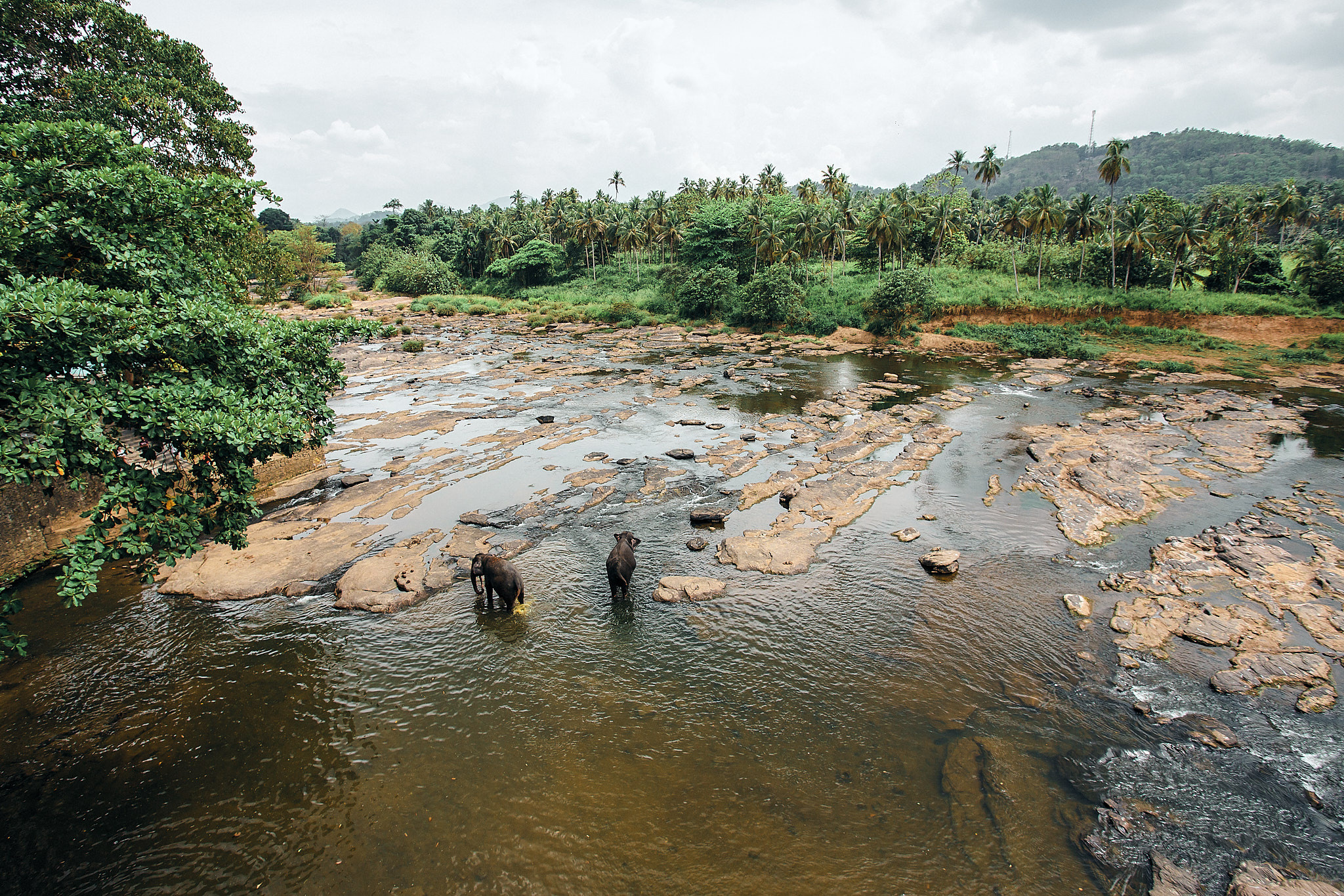 Слоновий питомник Пиннавела. Фотограф Сонкина Татьяна