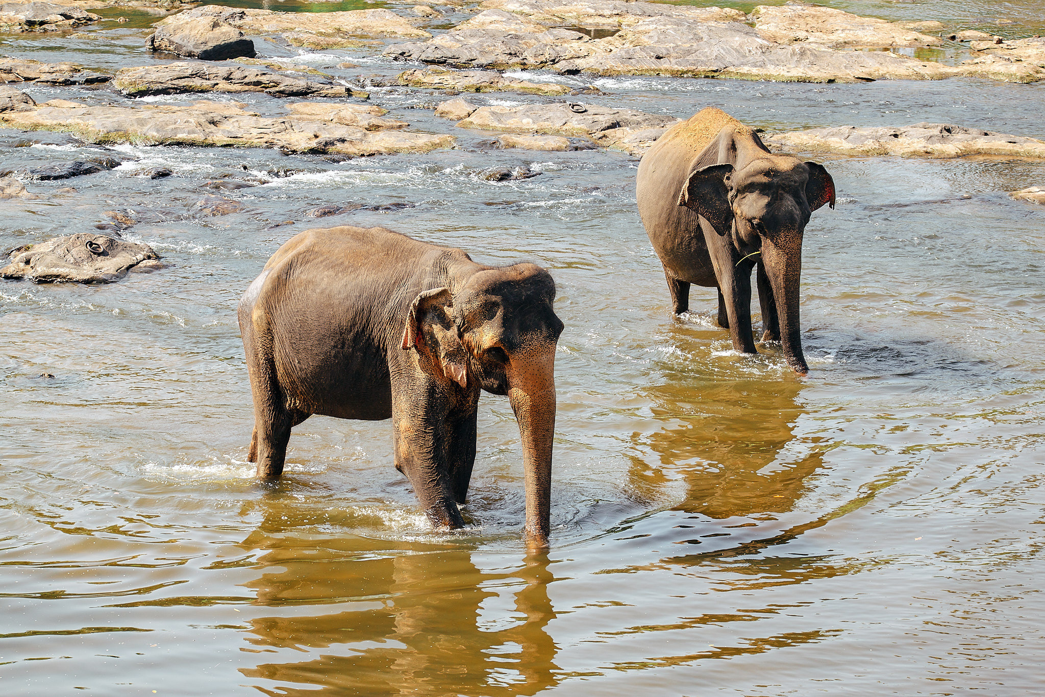 Слоновий питомник Пиннавела. Фотограф Сонкина Татьяна