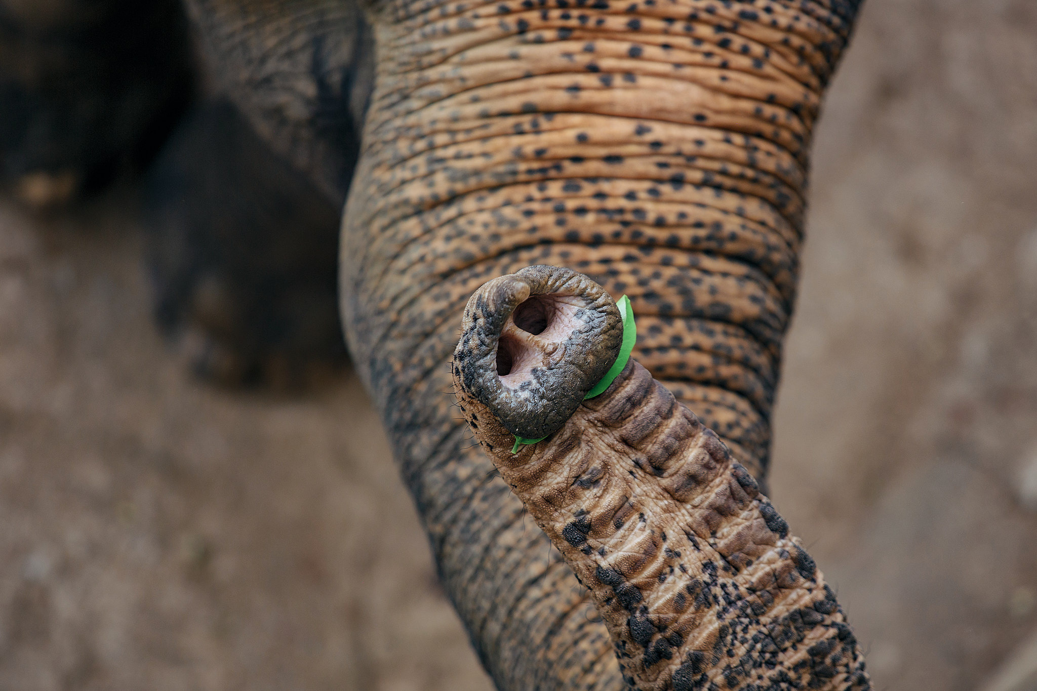 Слоновий питомник Пиннавела. Фотограф Сонкина Татьяна