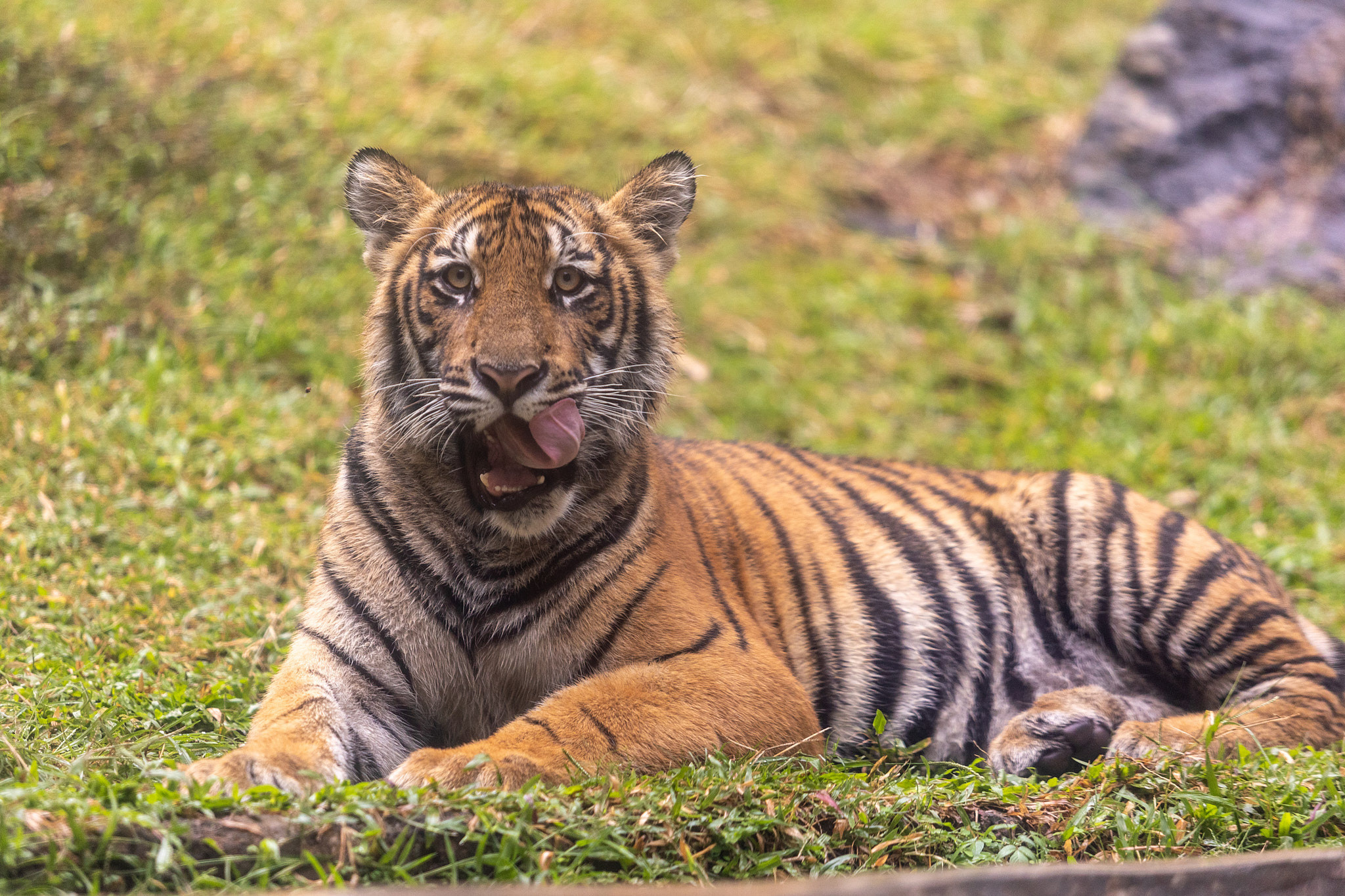 Зоопарк Дехивала. Фотограф Сонкина Татьяна