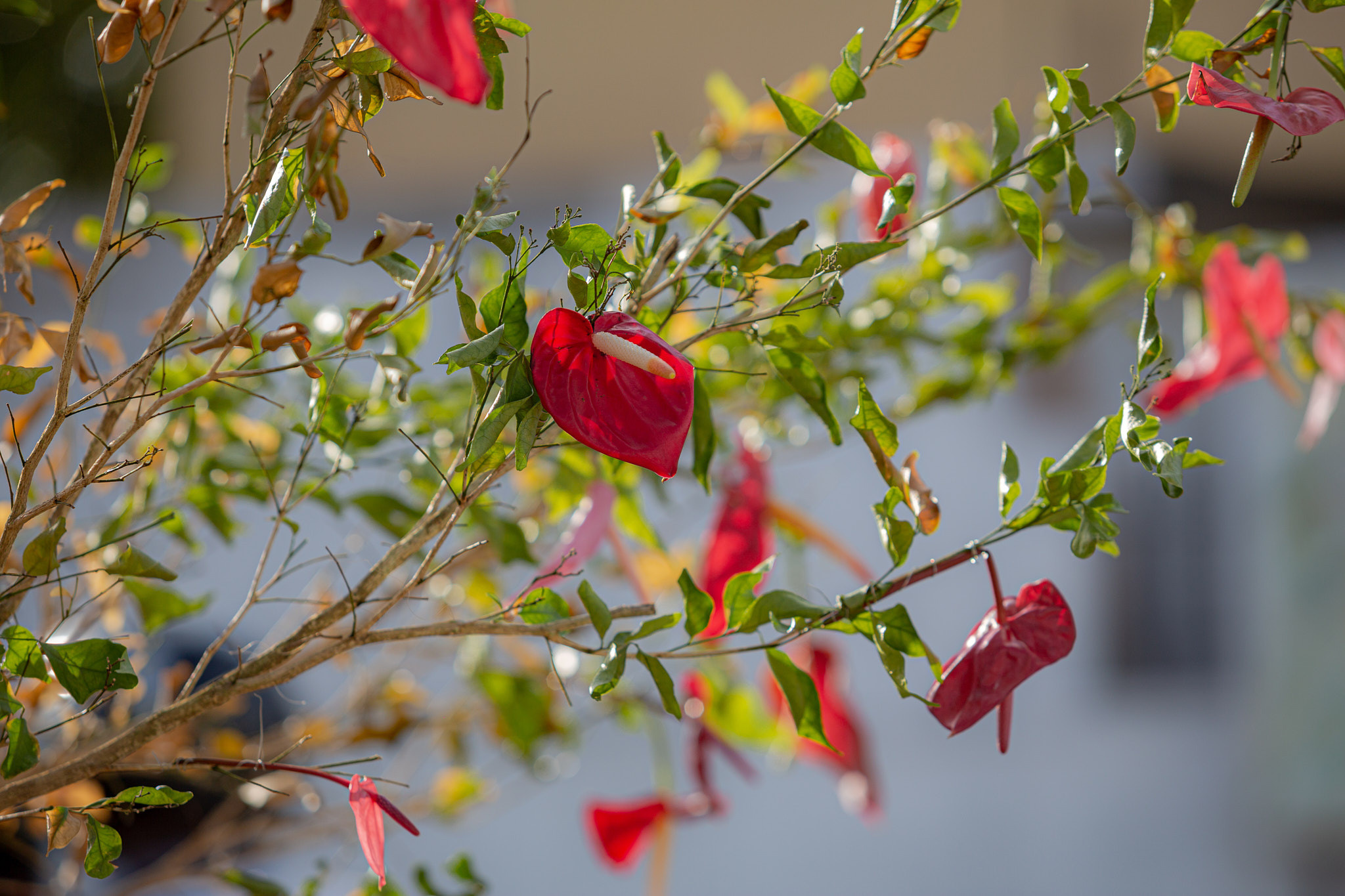 Festival Perahera Adhi Esala 2023. Photographer Sonkina Tatiana (Tanya Ash)