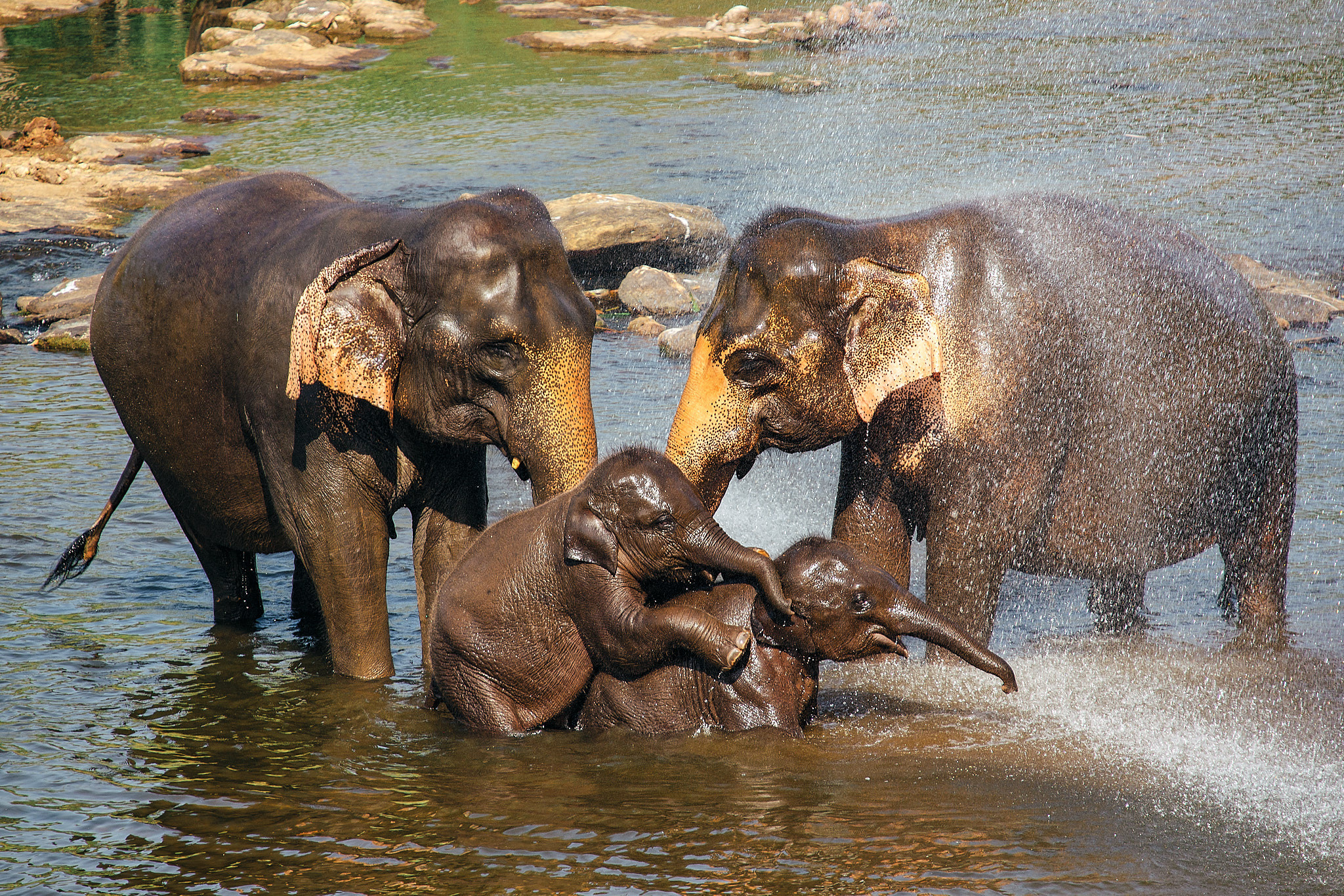 Слоновий питомник Пиннавела. Фотограф Сонкина Татьяна