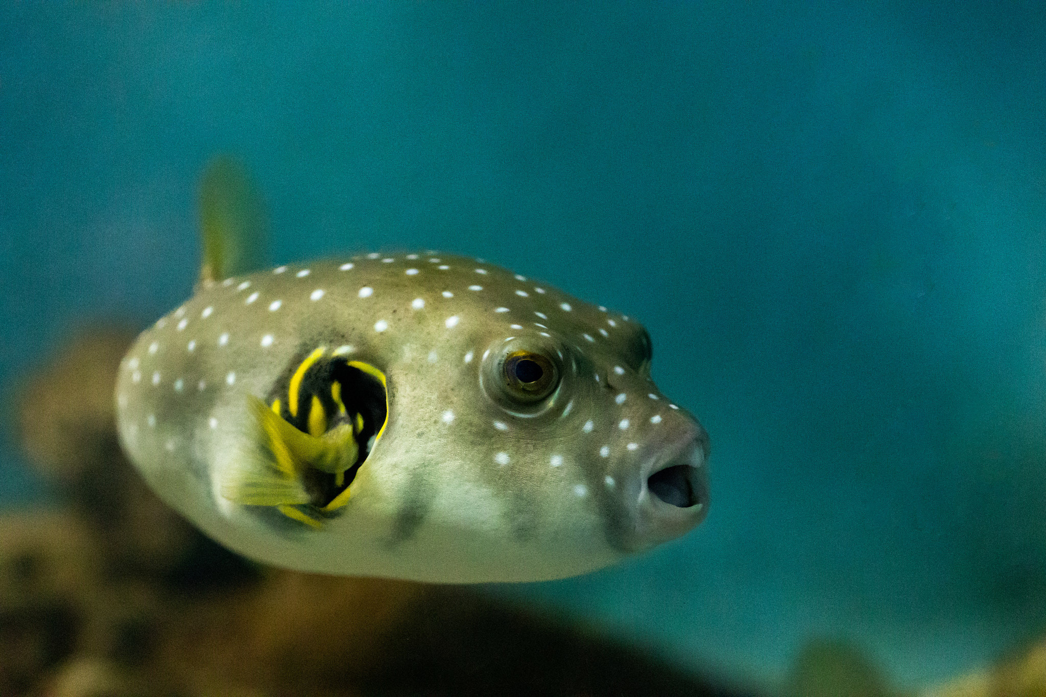 Зоопарк Дехивала. Фотограф Сонкина Татьяна
