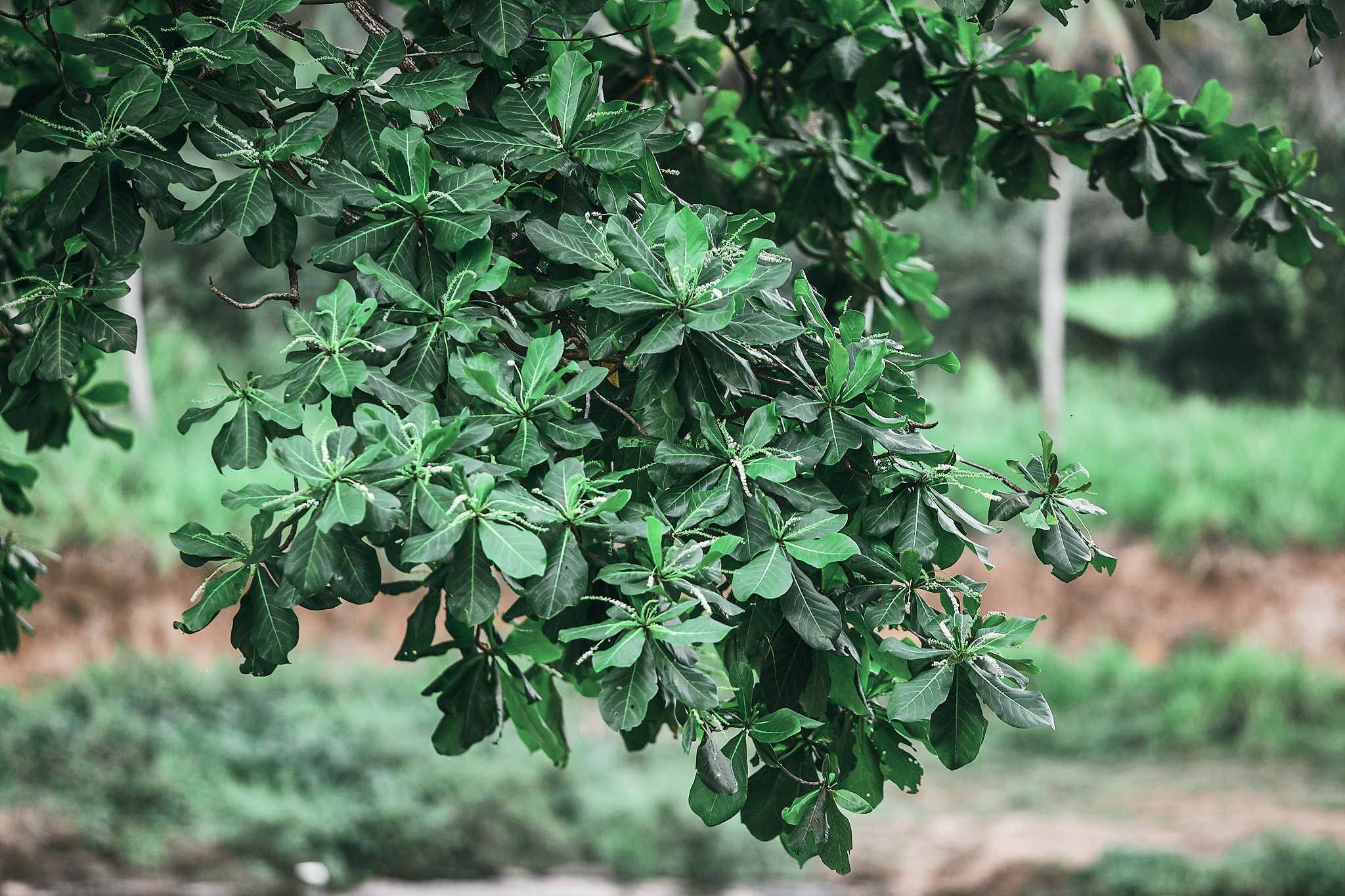 Слоновий питомник Пиннавела. Фотограф Сонкина Татьяна
