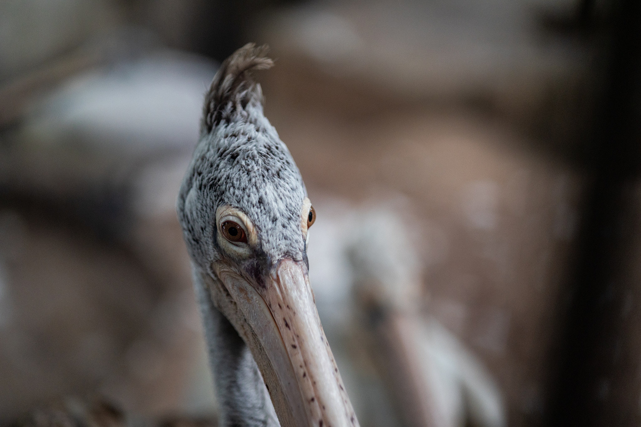 Зоопарк Дехивала. Фотограф Сонкина Татьяна