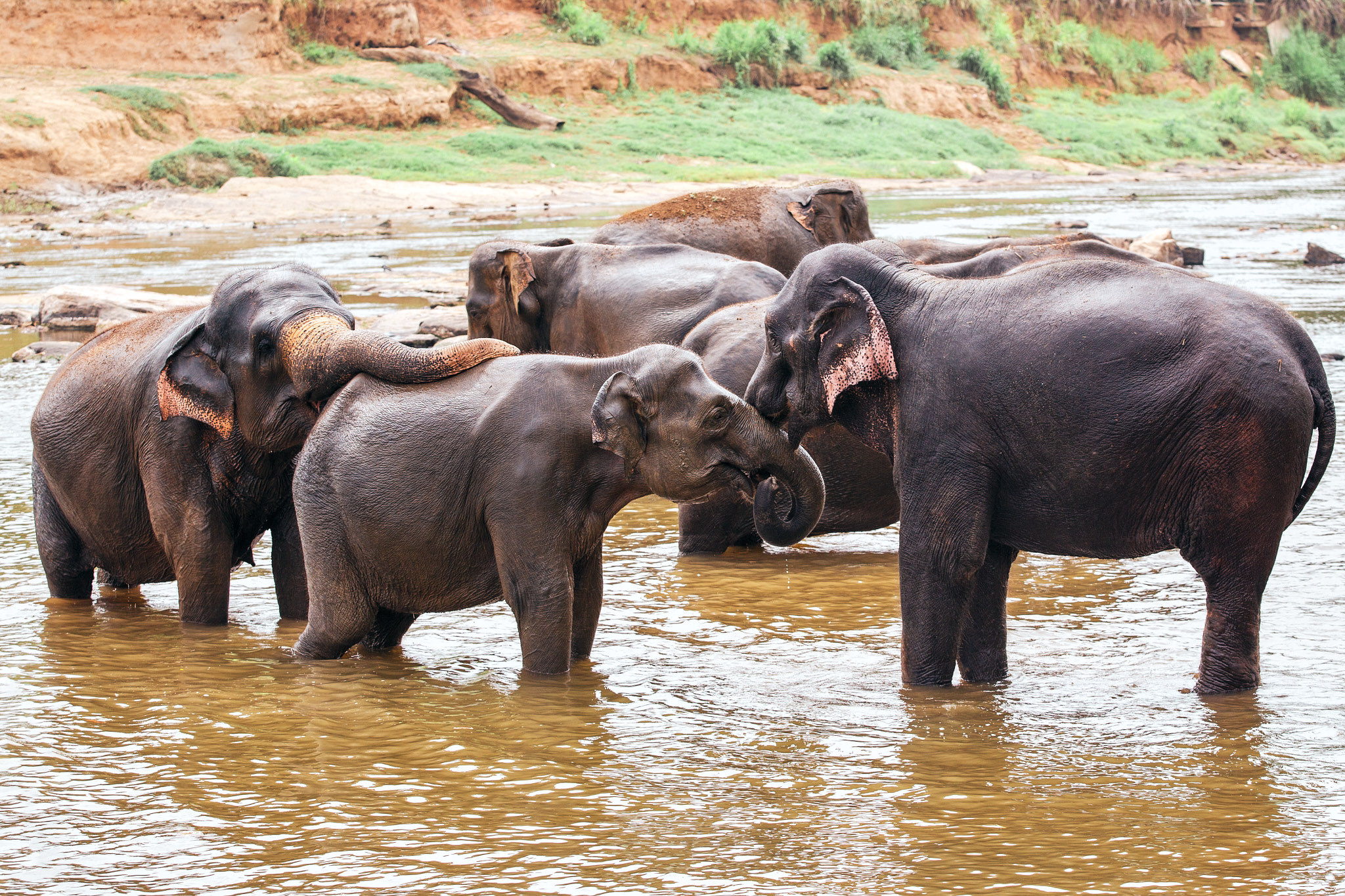 Слоновий питомник Пиннавела. Фотограф Сонкина Татьяна